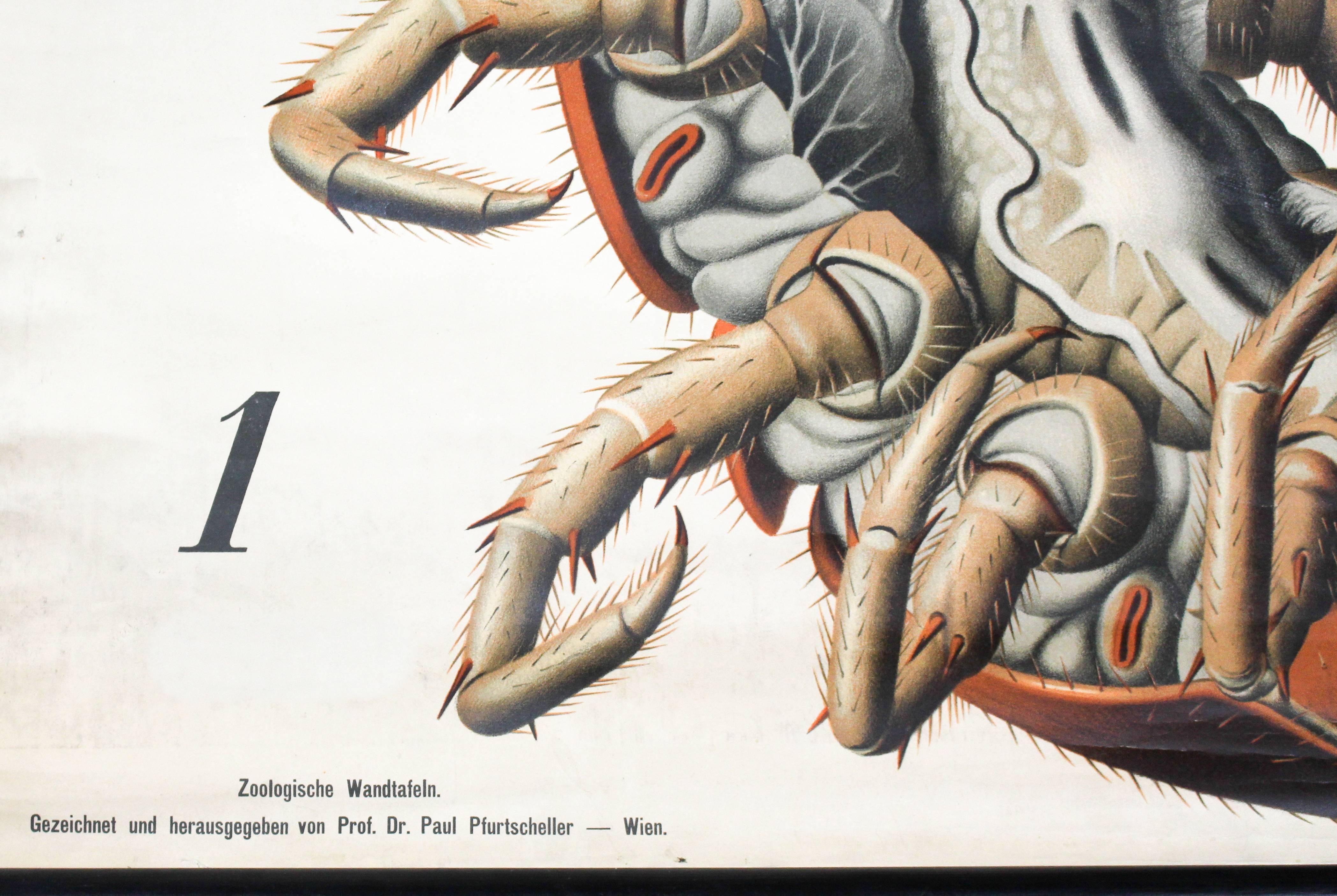 German Antique Wall Chart Centipede by Paul Pfurtscheller, 1912 For Sale
