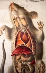 Rat Wall Chart by Paul Pfurtscheller, 1910