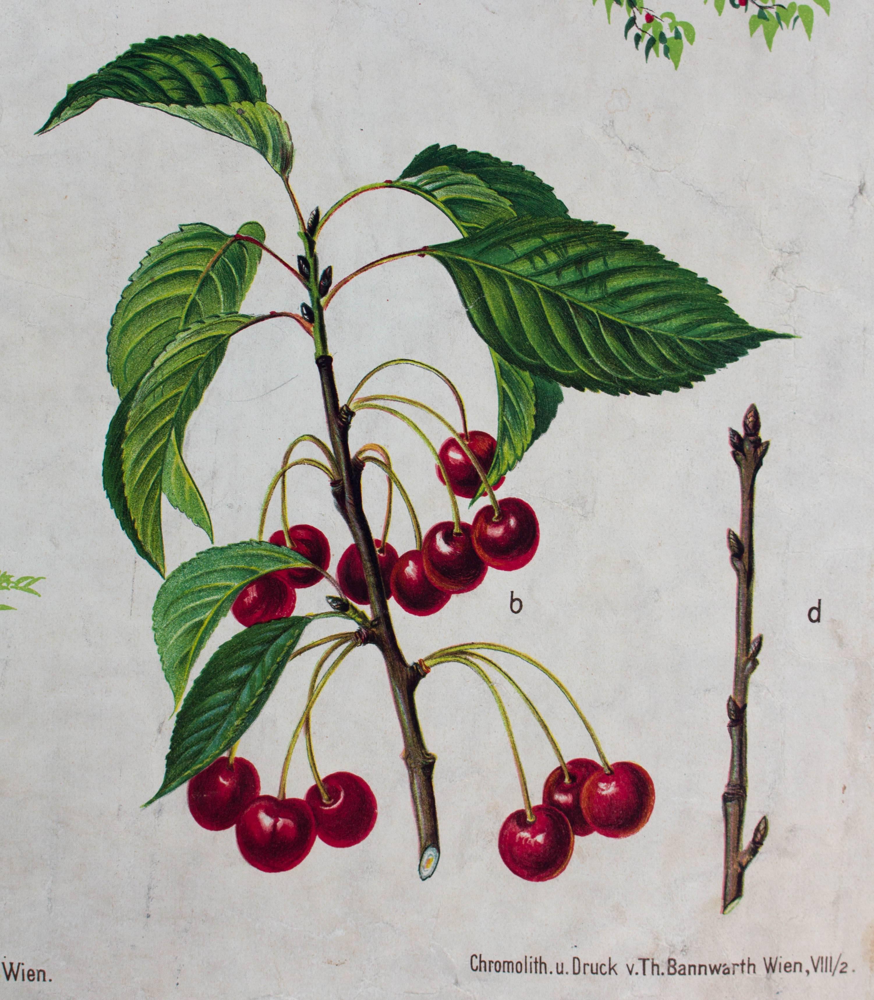 Austrian Wall Chart Cherry Tree by v. Joh. Kautsky and G. v. Beck for Gerold & Sohn, 1879
