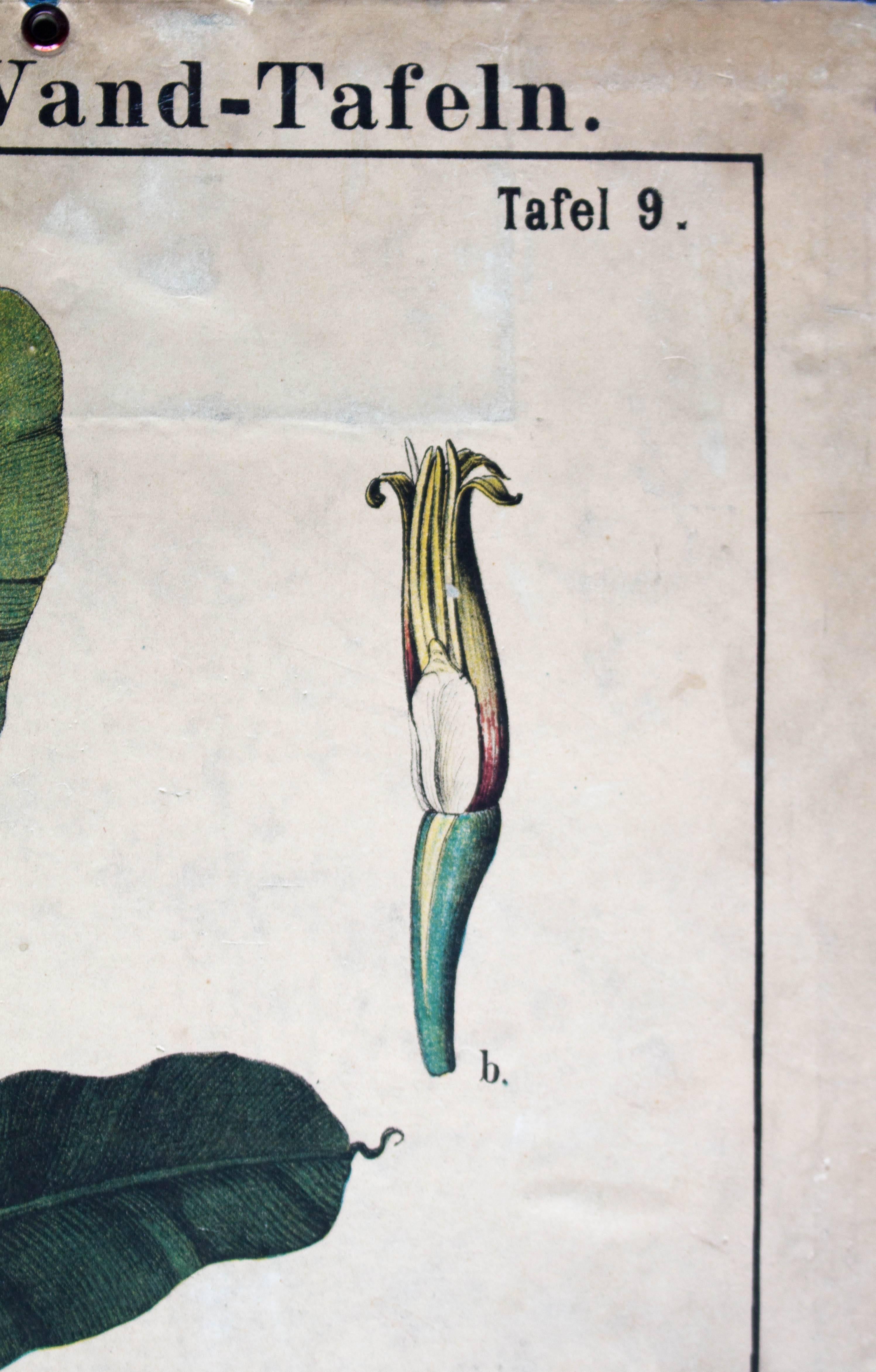 German Antique Wall Chart Gemeinsame Pisang Von Zippel Und Bollmann, 1877 For Sale