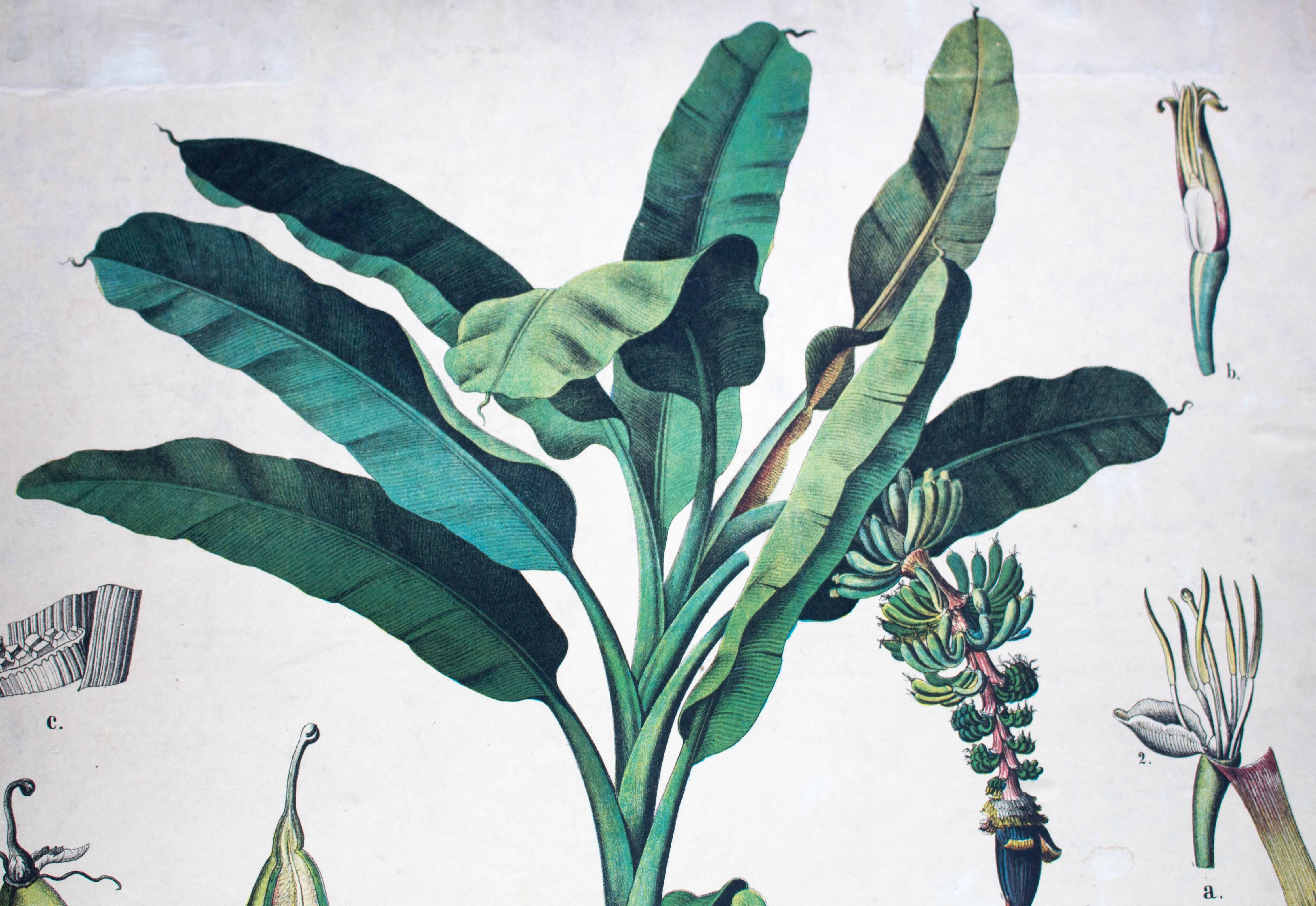 The German botanist Hermann Zippel and illustrator Carl Bollmann produced from 1876 bis 1899 three great series of educational wall charts ('Repräsentanten Einheimischer Pflanzenfamilien' ,'Ausländische Culturpflanzen in bunten Wand-Tafeln [I &