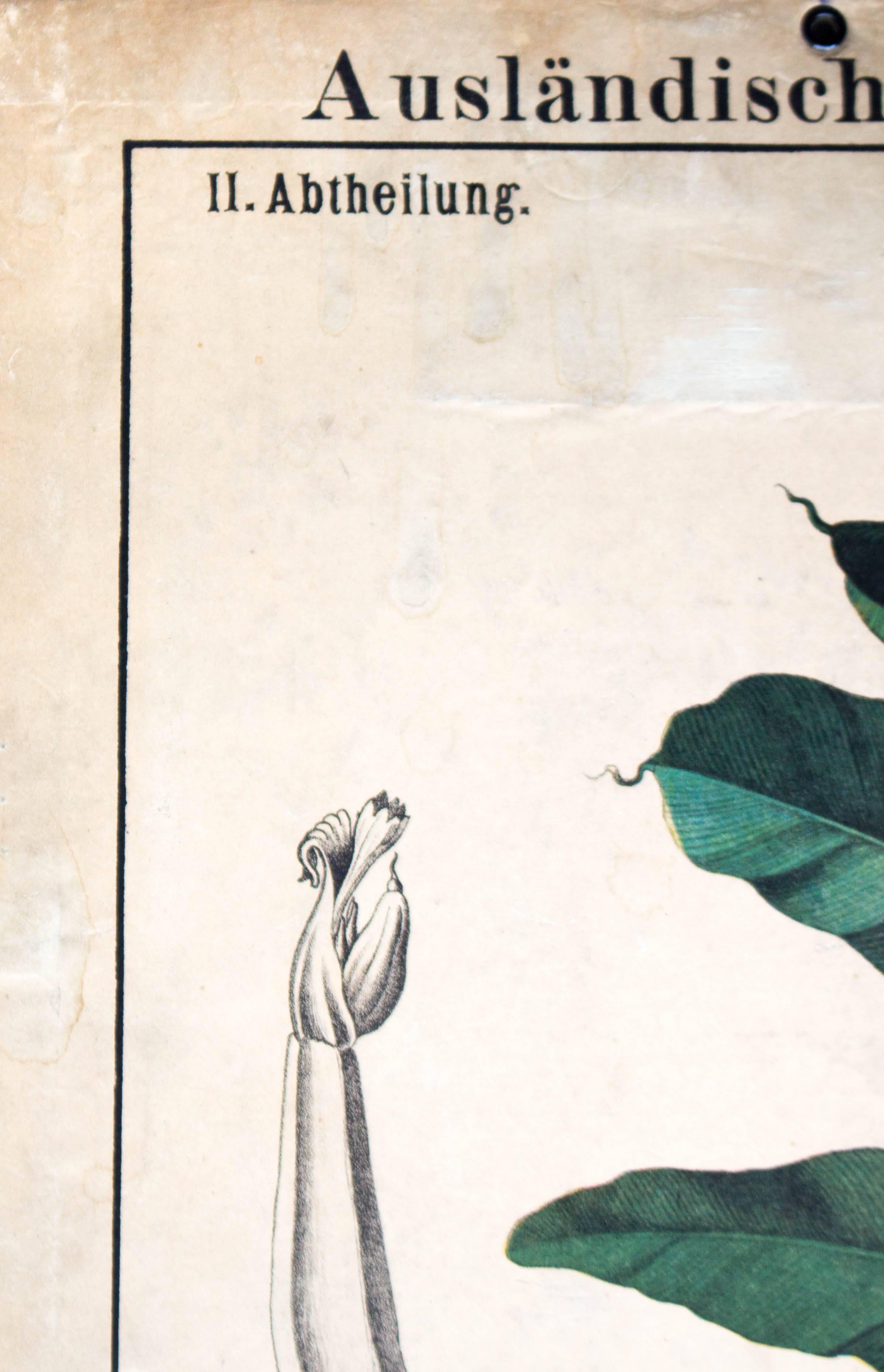 Late 19th Century Antique Wall Chart Gemeinsame Pisang Von Zippel Und Bollmann, 1877 For Sale