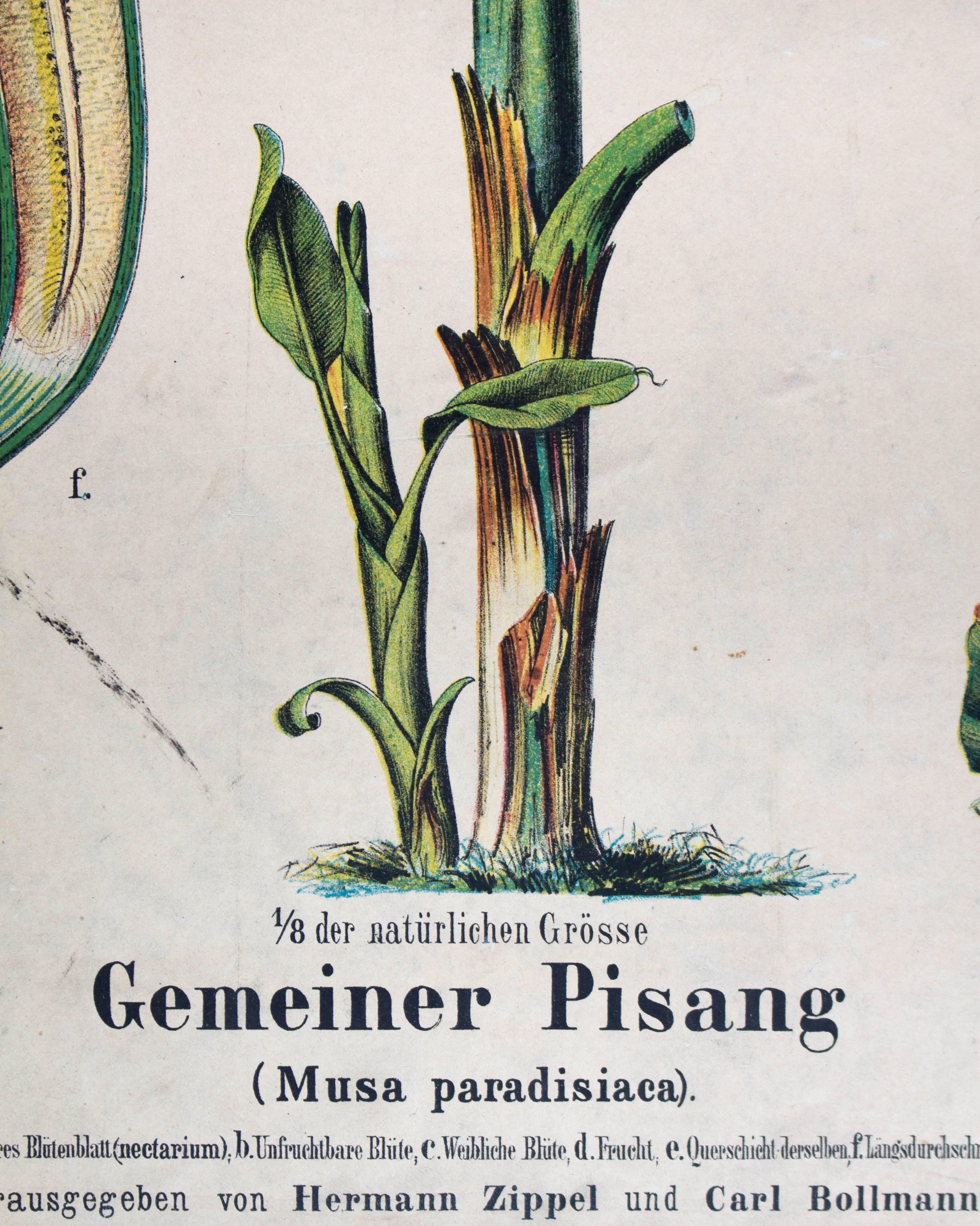 Antique Wall Chart Gemeinsame Pisang Von Zippel Und Bollmann, 1877 In Good Condition For Sale In St. Margarethen, AT