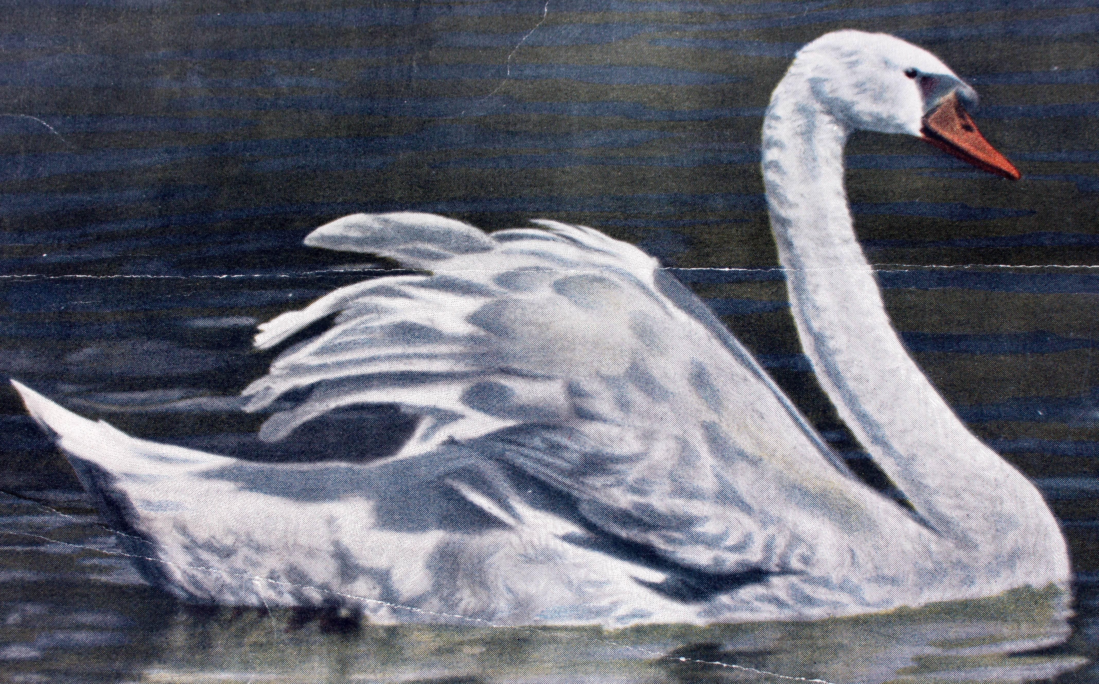 This educational wall chart from the Schönbrunn series depicts a swan and is a photolithography produced by the K.k. Hof- und Staatsdruckerei in Vienna. This piece originates from 1915 and is printed on photopaper that has been stuck on to paper.