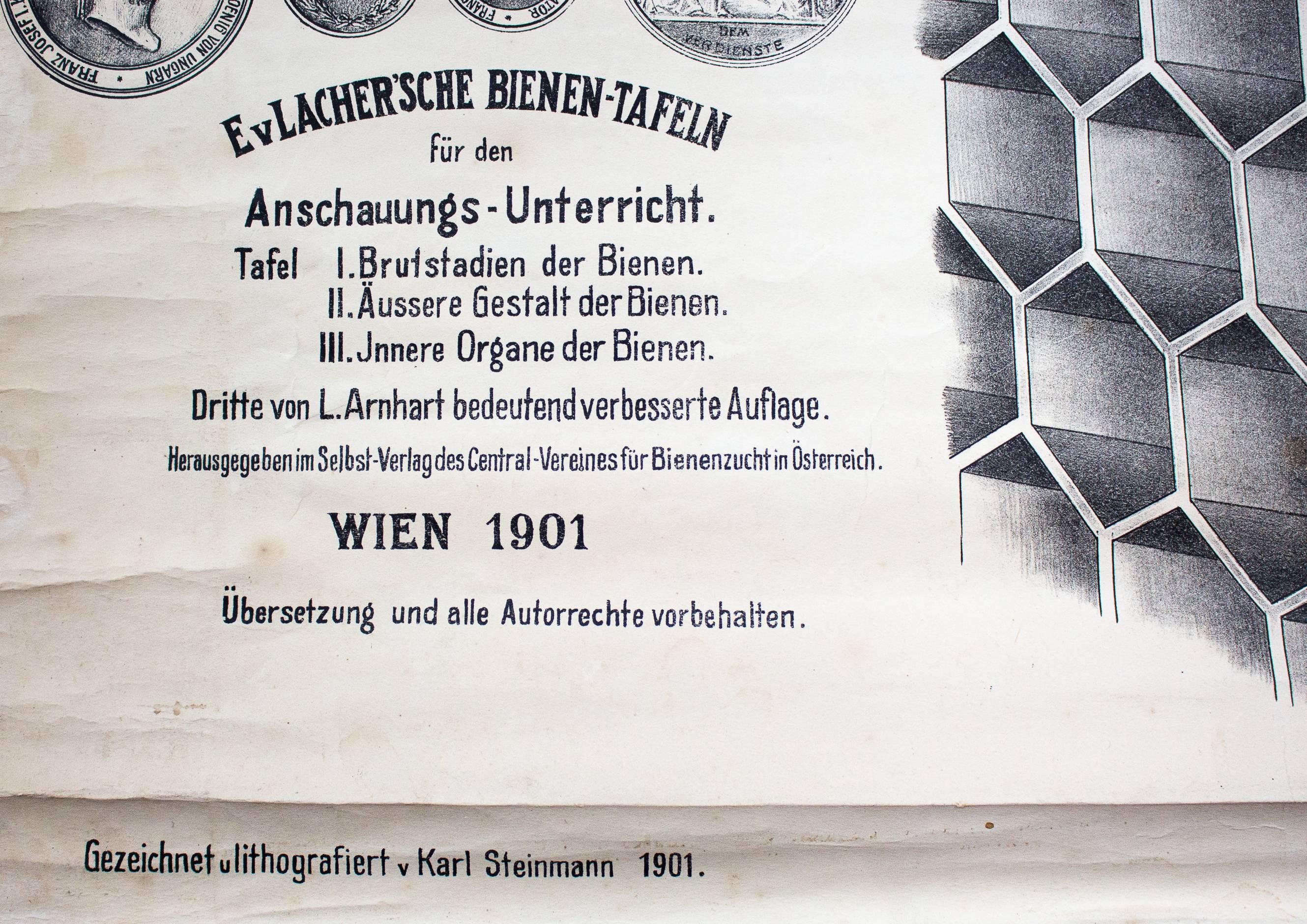Early 20th Century Wall Chart by Karl Steinmann, Breeding Season of the Honeybee, Vienna, 1901 For Sale