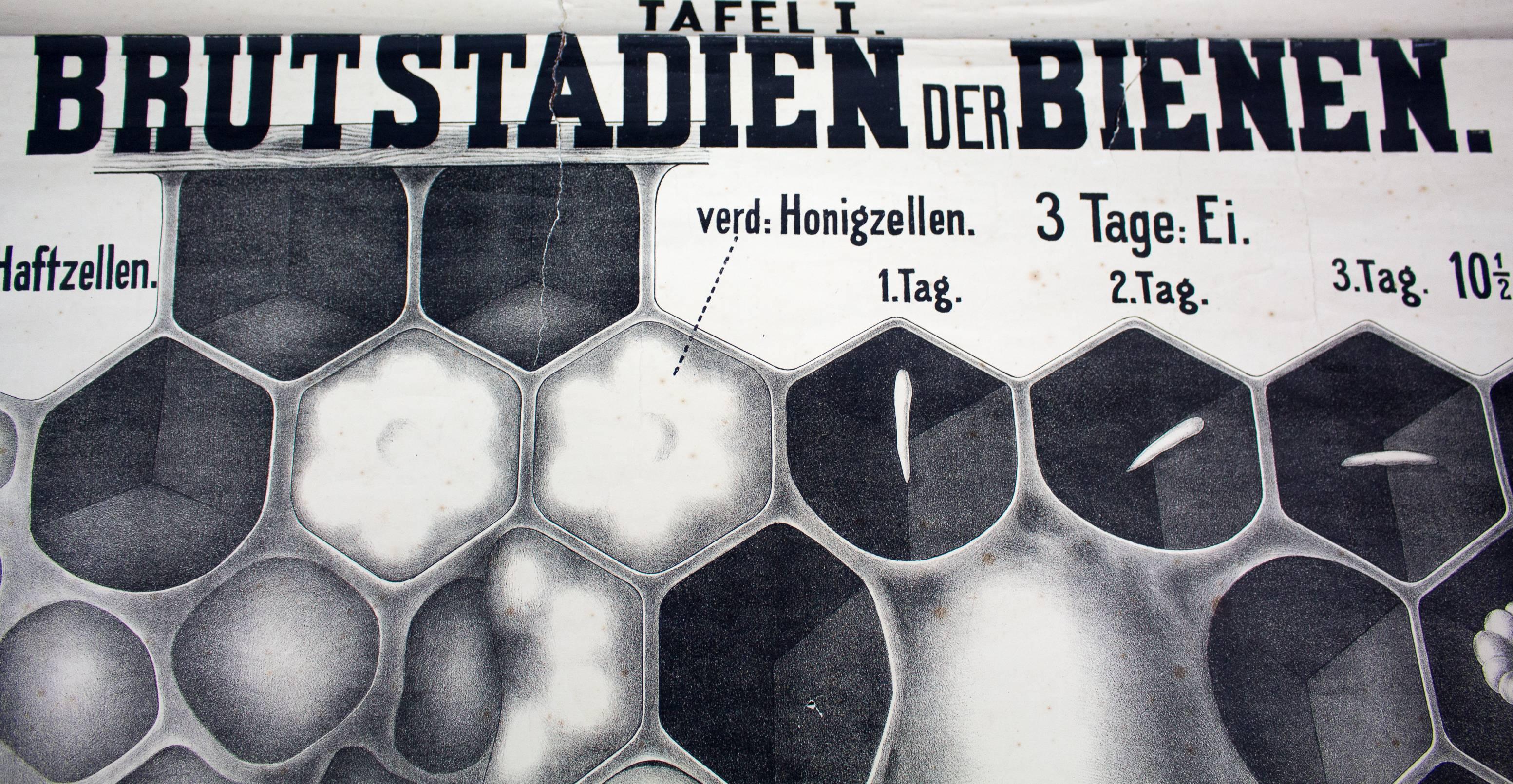 Austrian Wall Chart by Karl Steinmann, Breeding Season of the Honeybee, Vienna, 1901 For Sale