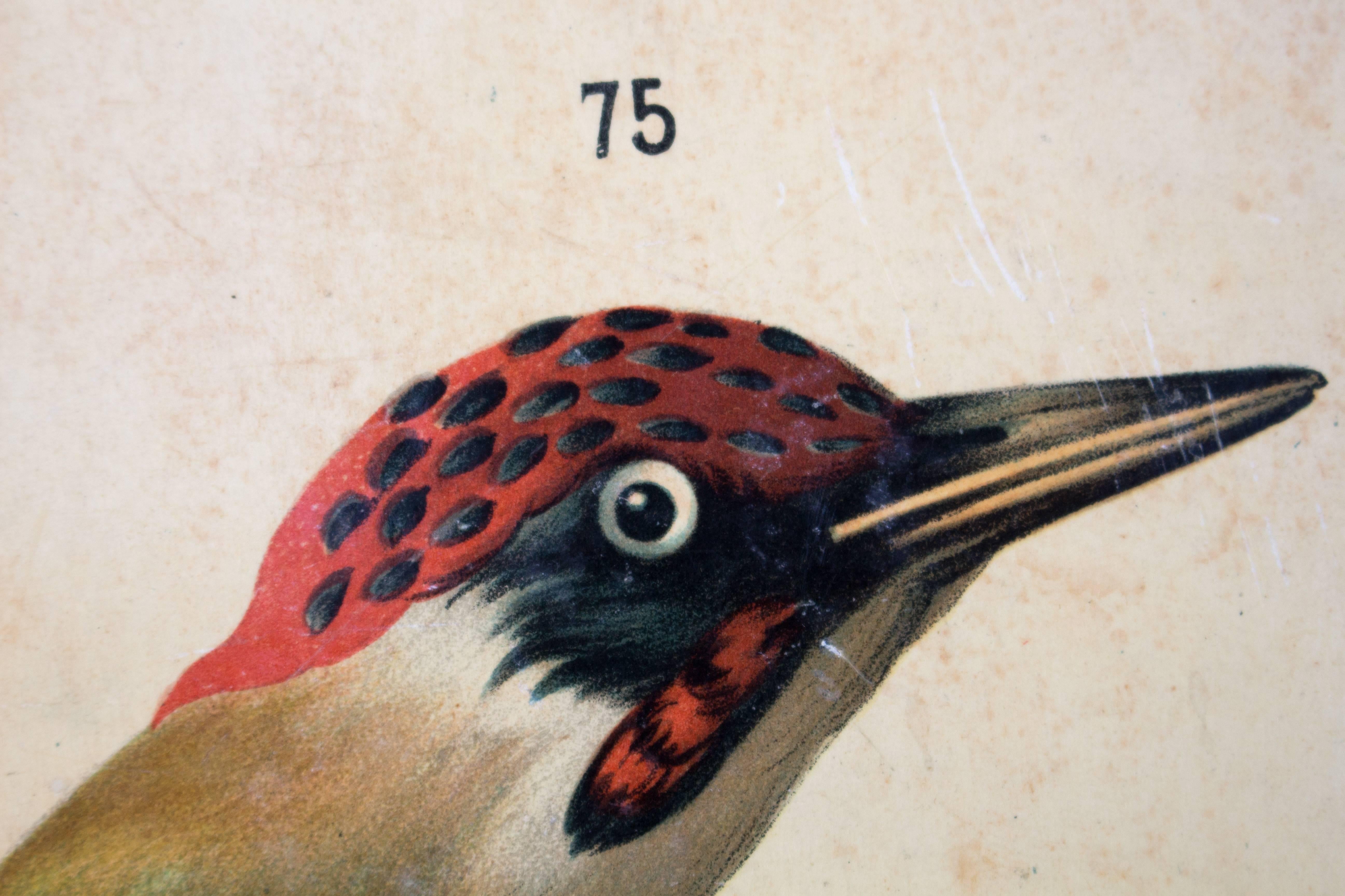 Austrian Birds Wall Chart by Carl Gerold's Sohn, K.U.K Hoflithogr. A. Haase, 1886 For Sale
