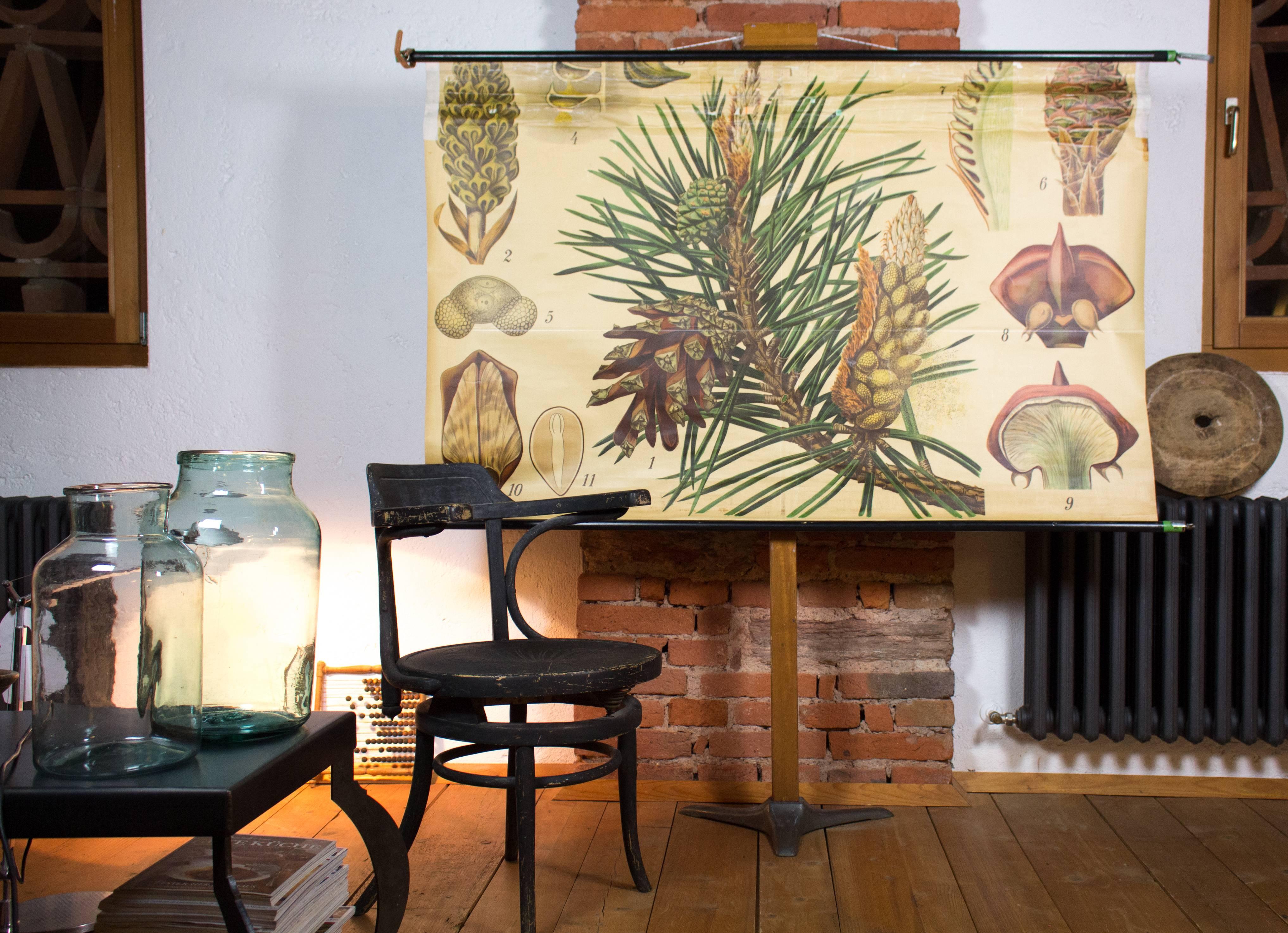 Late 19th Century Wall Chart, Schmeils Botanical Charts, Pine by Otto Schmeil, 1899 For Sale
