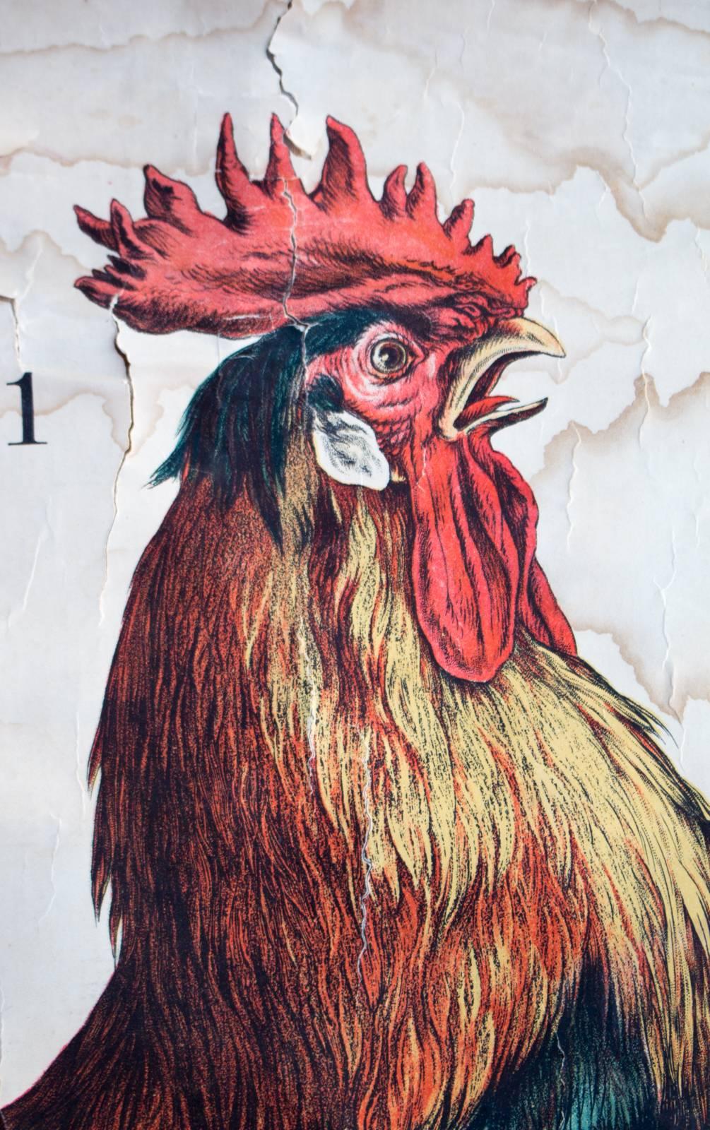 Other Chicken, Engleders Wall Charts, Lithograph by J. F. Schreiber, 1893
