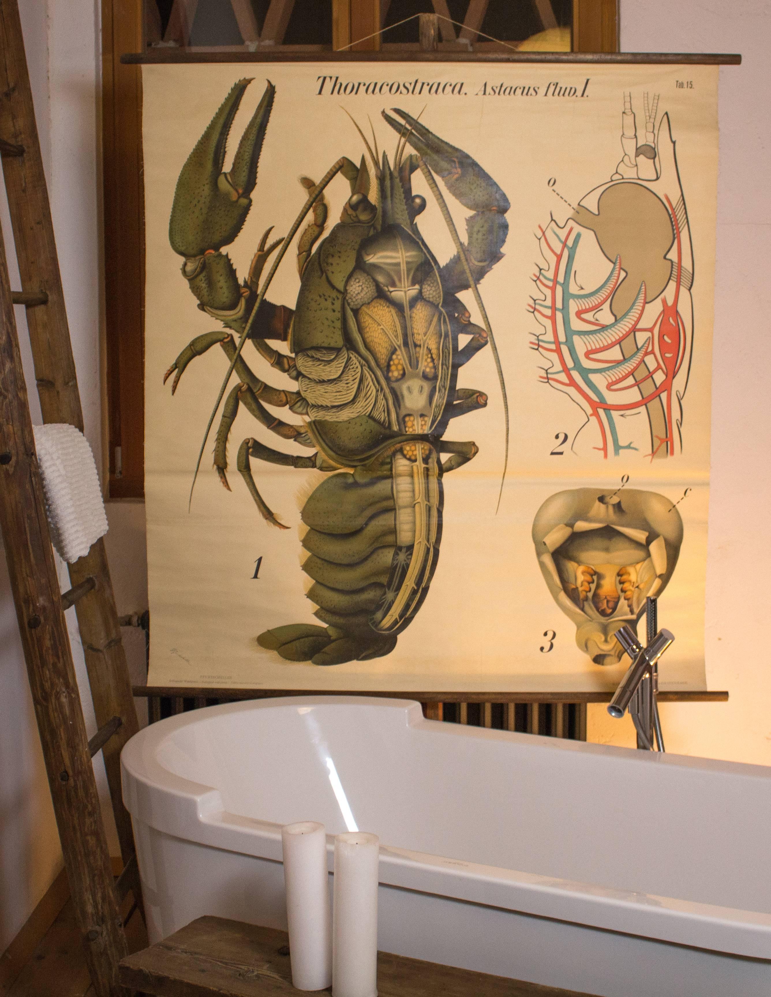 Antique large-scale wall chart with an exploded view of the anatomy of the 