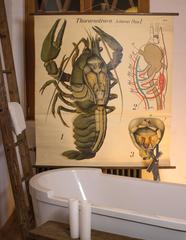 Tableau mural zoologique Paul Pfurtscheller du début du 20e siècle, Crustacean, 1929