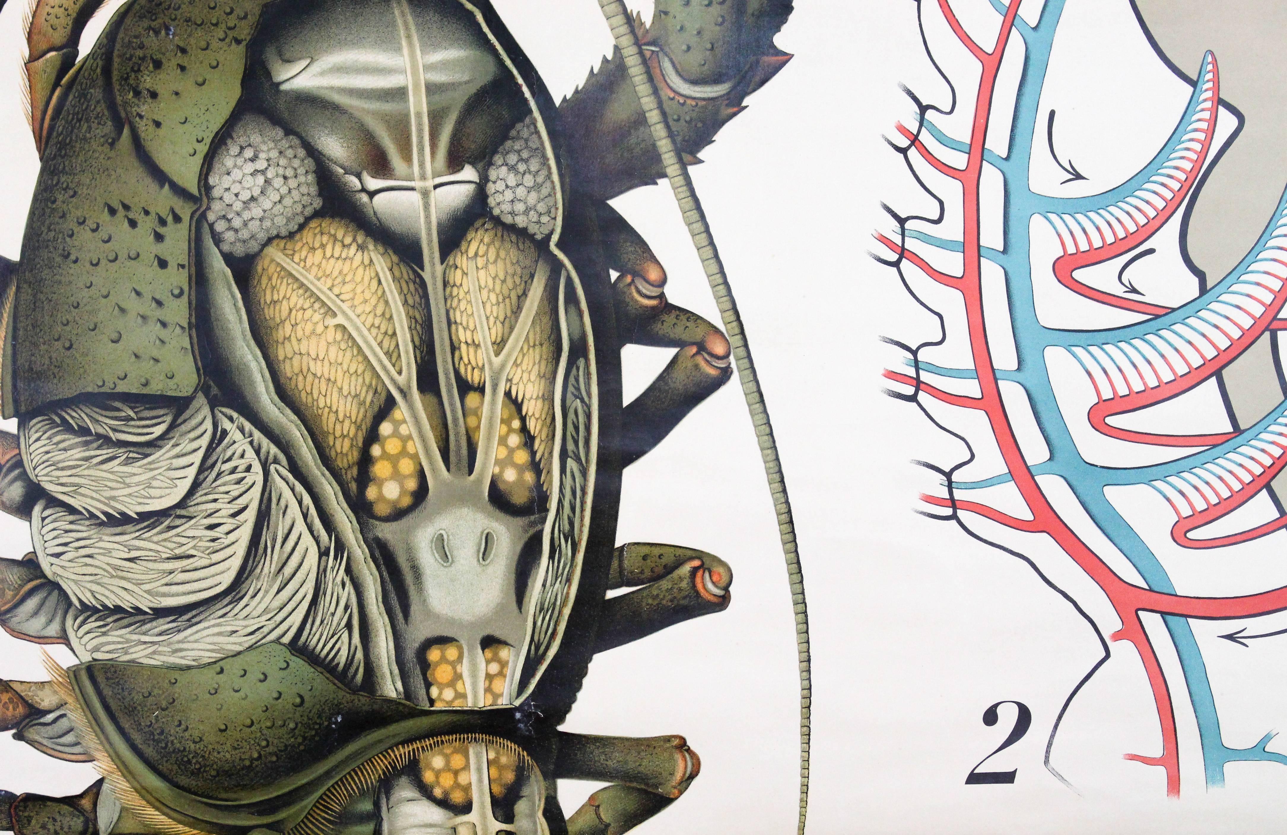 zoological chart