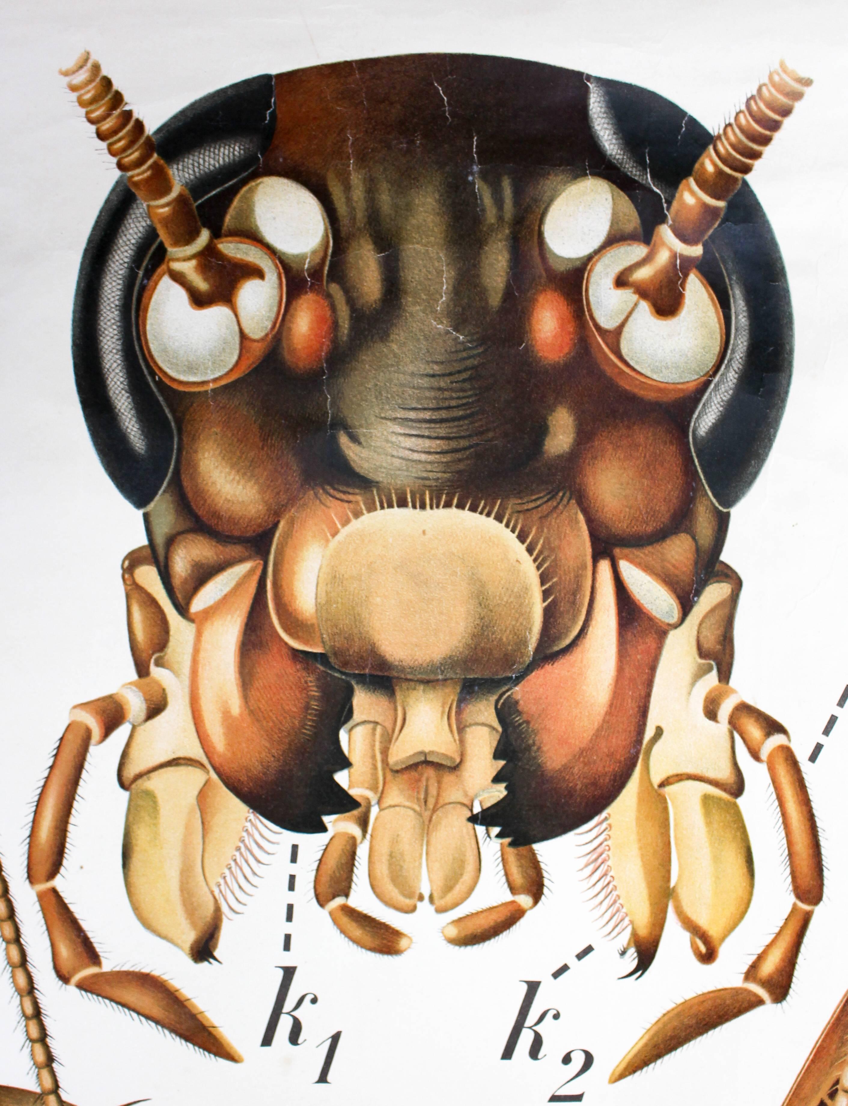 cockroach chart