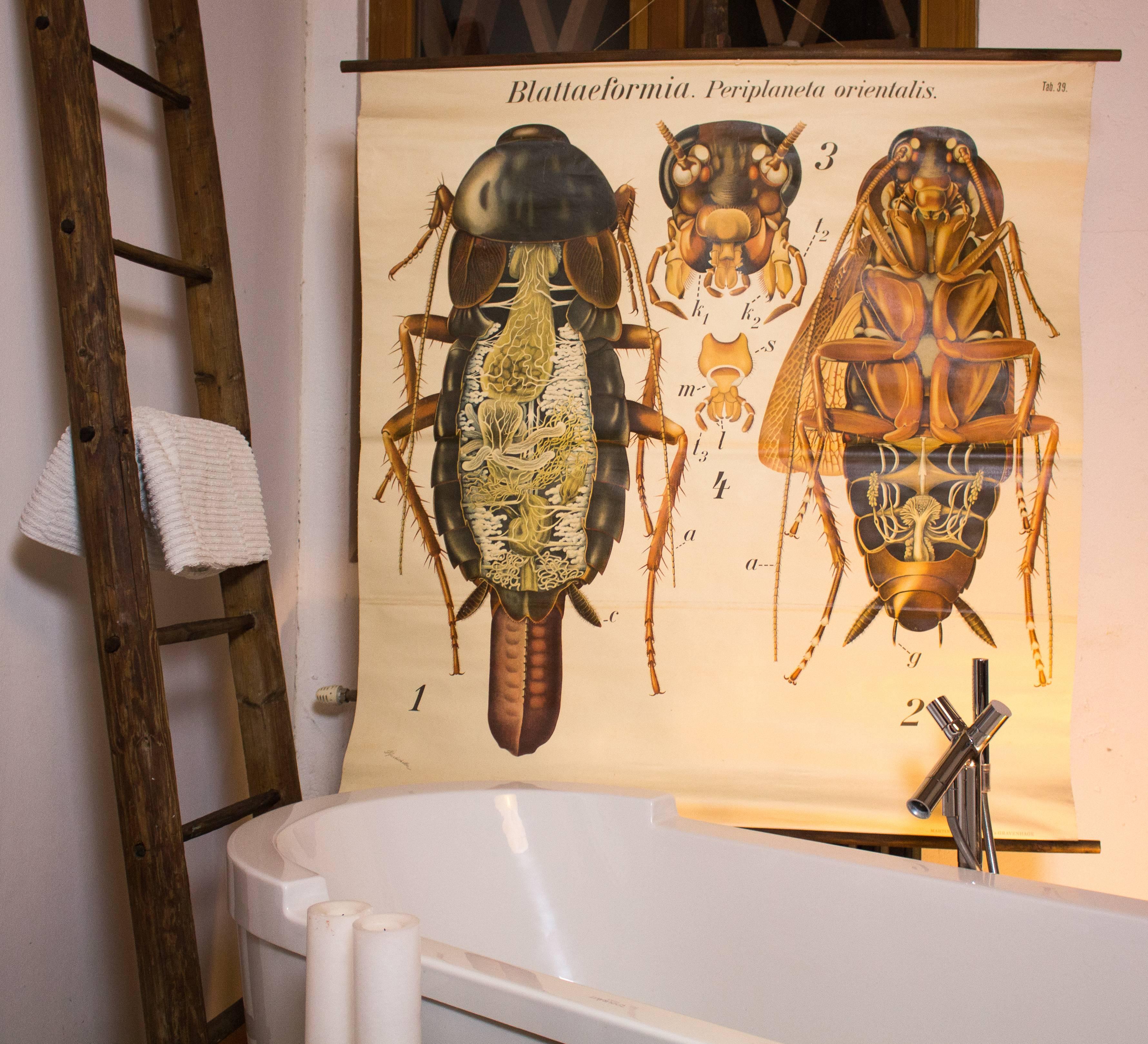 Vintage large-scale wall chart of the anatomy of the cockroach 