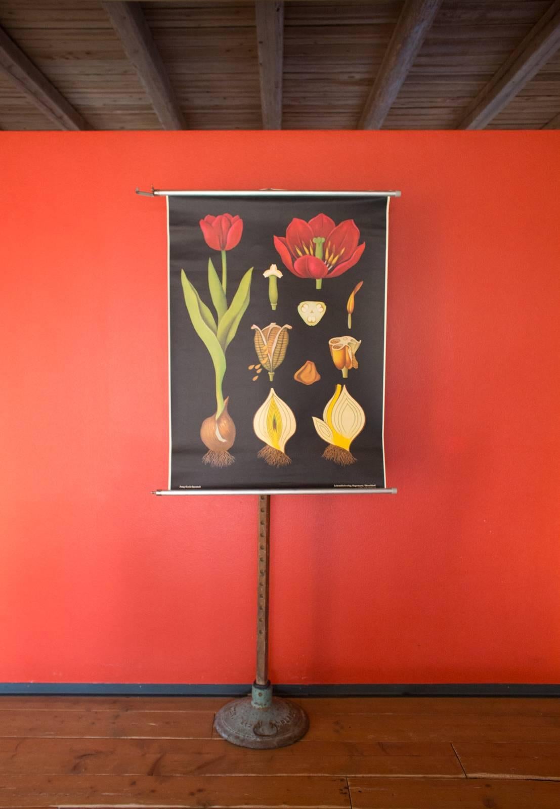 Other Vintage Wall Chart, Tulip from Jung-Koch-Quentell, 1974 For Sale
