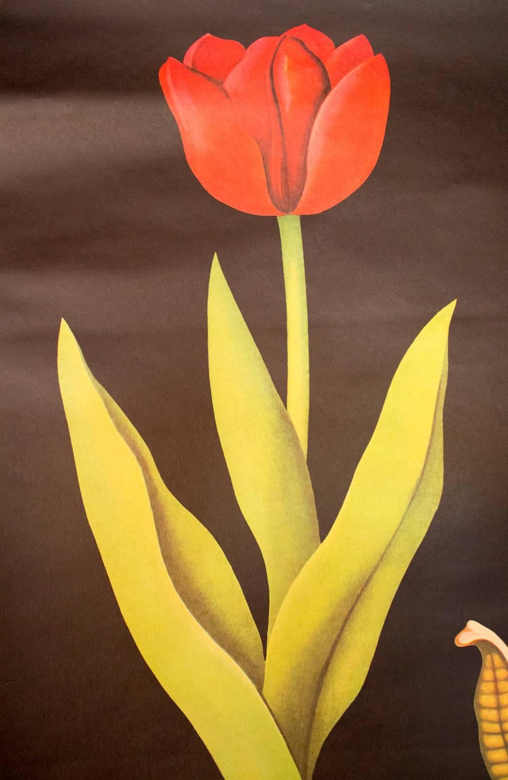 Vintage Wall Chart, Tulip from Jung-Koch-Quentell, 1974 In Excellent Condition For Sale In St. Margarethen, AT