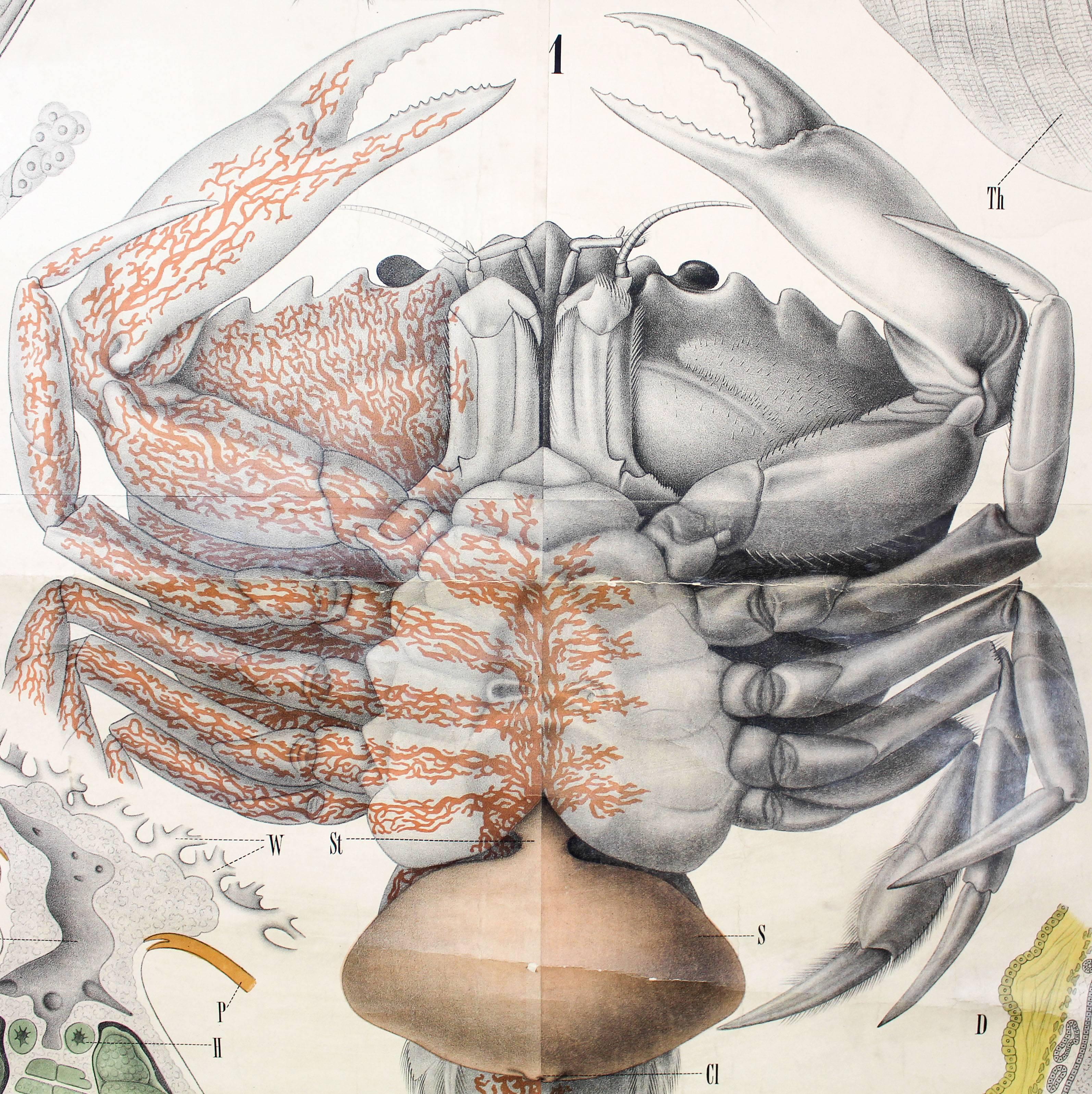 Other Rare Antique Wall Chart, Crawfish by Rudolf Leuckart, 1885 For Sale