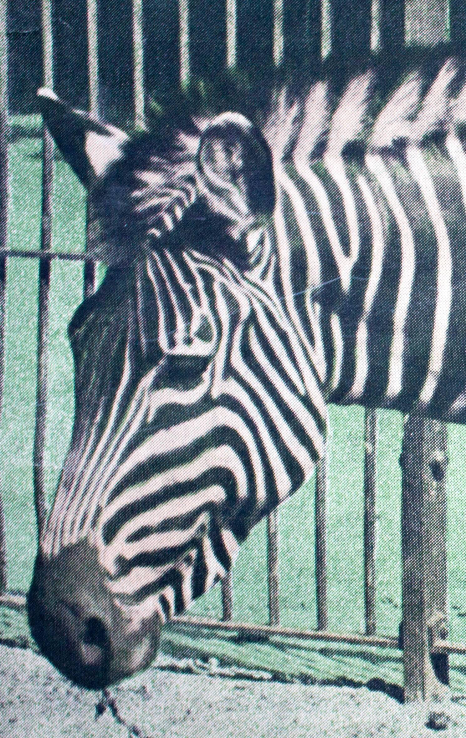 This educational wall chart from the Schönbrunn series depicts a zebra and is a photolithography produced by the K.k. Hof- und Staatsdruckerei in Vienna. This piece originates from 1916 and is printed on photo paper that has been stuck on to paper.