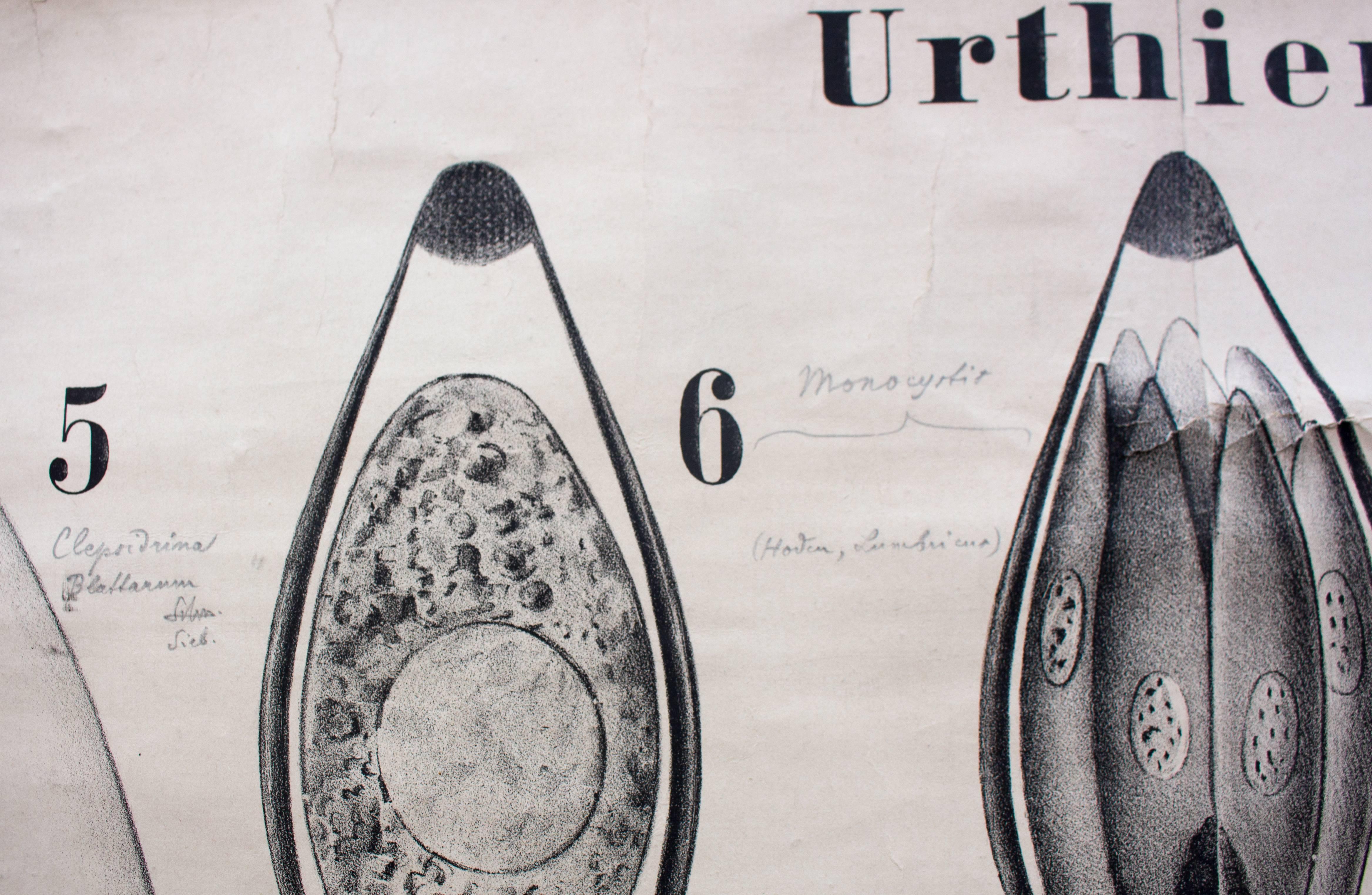 Other Vintage 19th Century Wall Chart by Rudolf Leuckart, Protozoa, Urthiere, 1878 For Sale