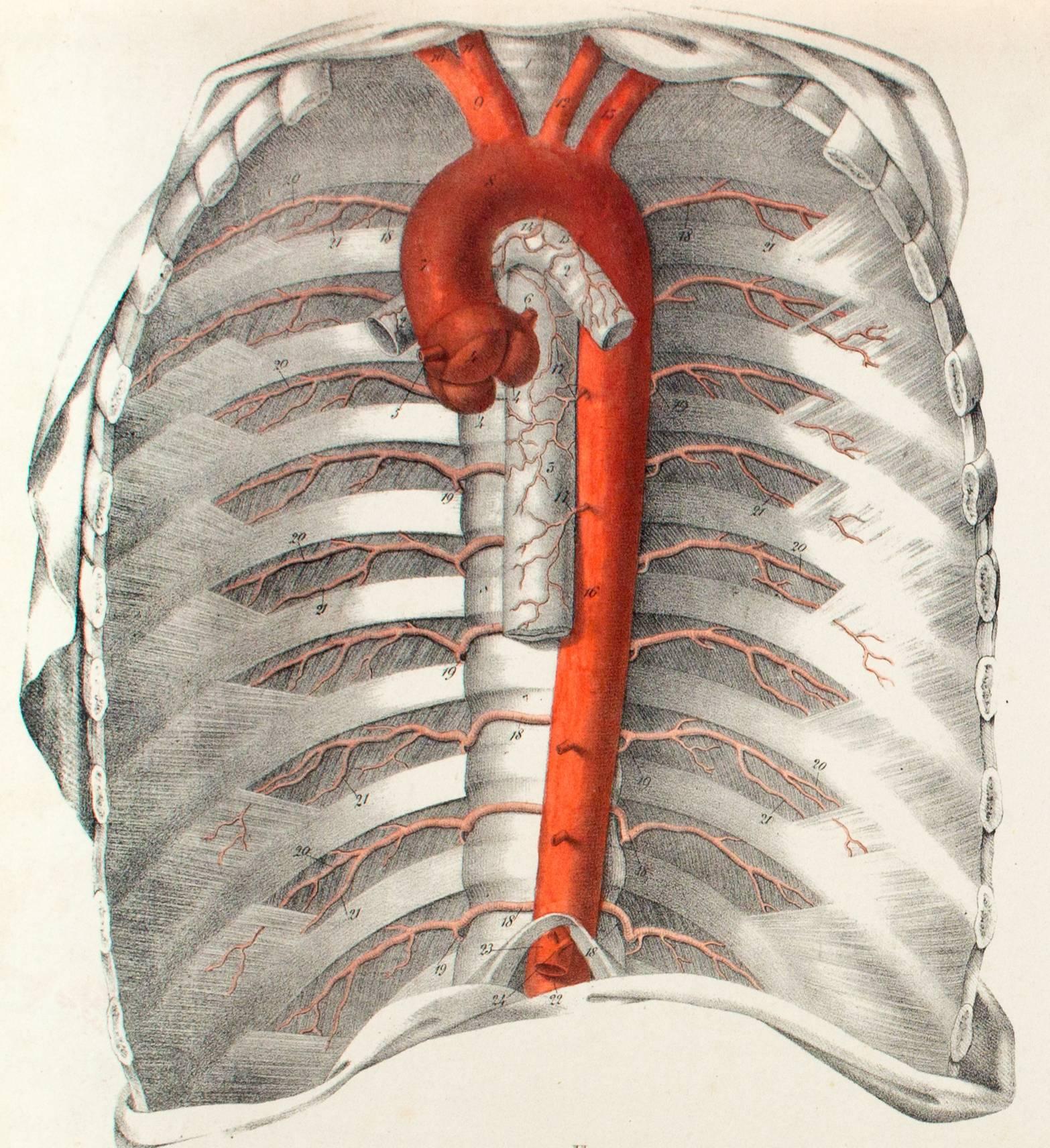 German Vintage Anatomical School, Teaching Chart, M.J. Weber, 1830 For Sale