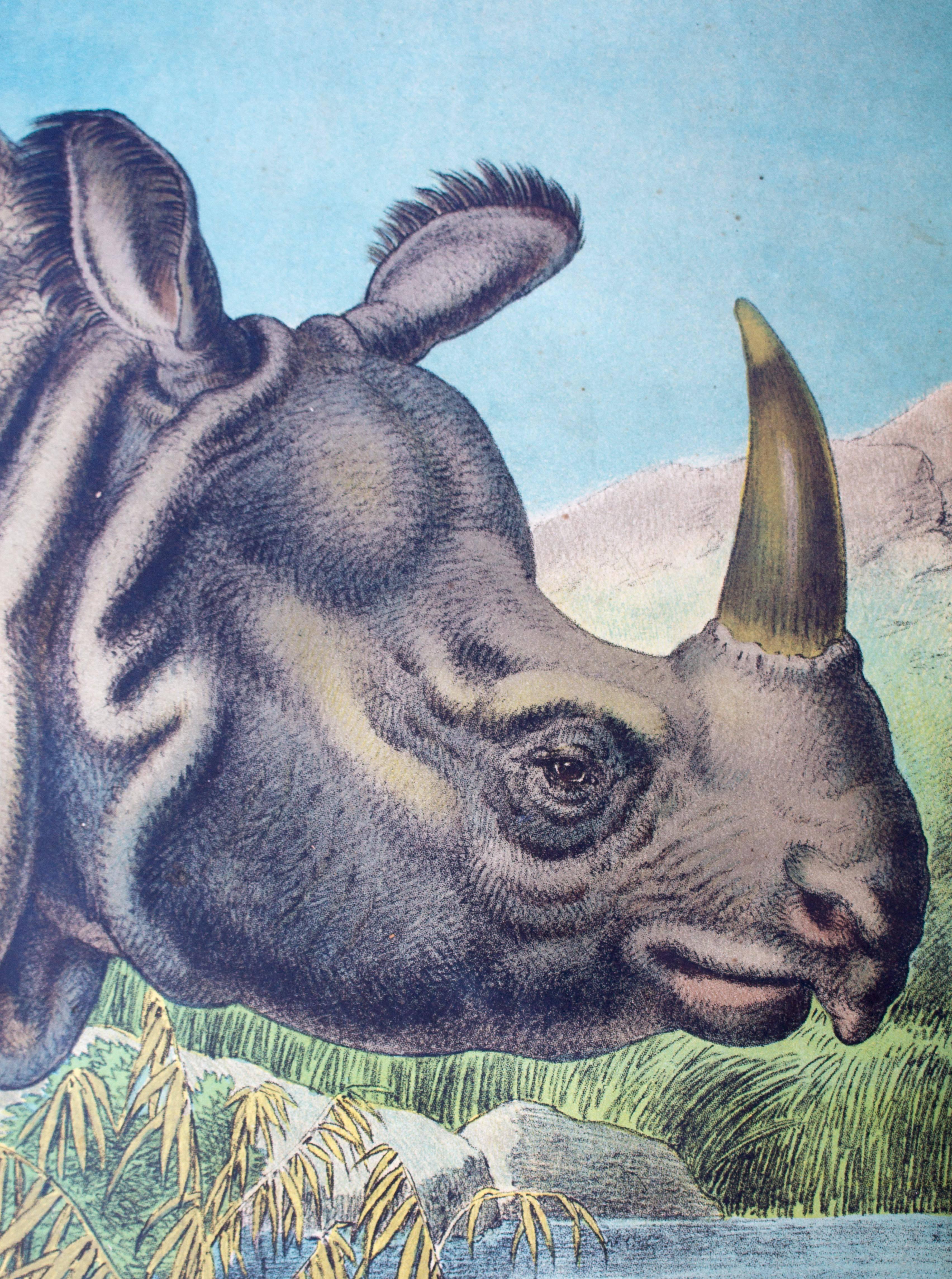 Wall Chart, Rhino, Lithograph, Karl Jansky, Böhmen, 1897 In Good Condition In St. Margarethen, AT