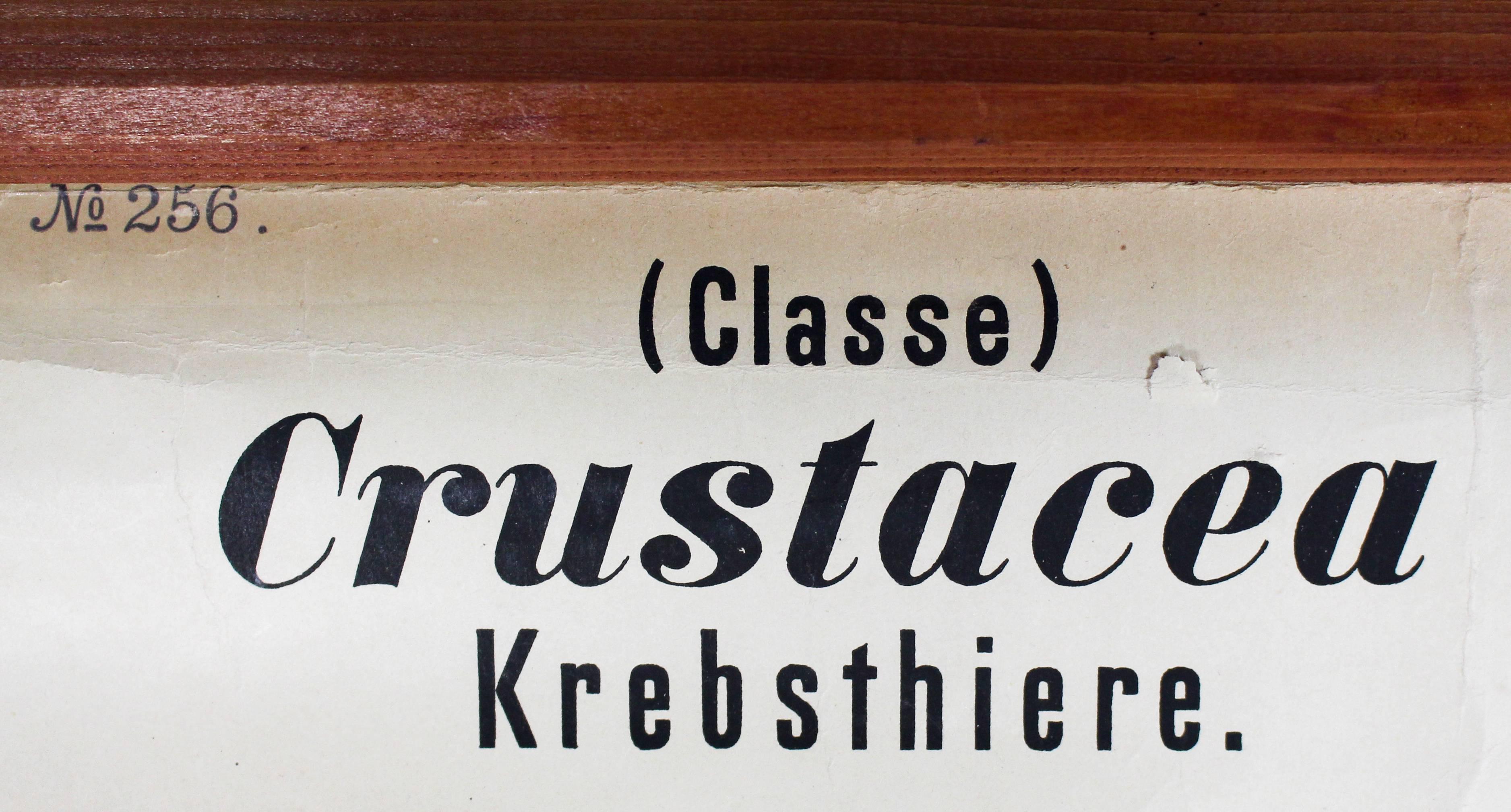 German Antique Wall Chart Crustaceans by Rudolf Leuckart, 1885 For Sale
