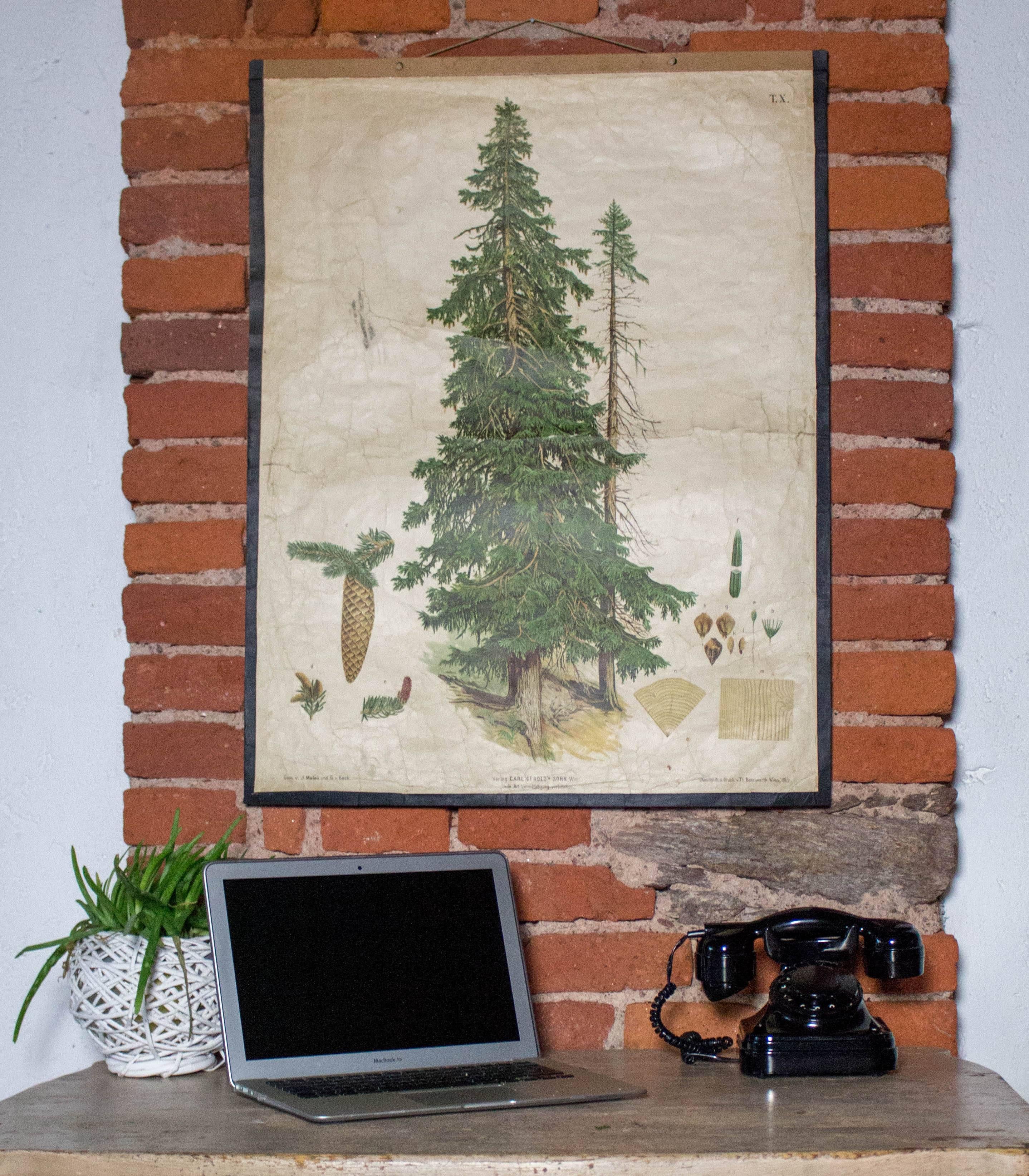 This antique lithograph was designed by J. Marak and G. V. Beck, printed by the lithographer Th. Bannwarth in 1879 in Vienna, Austria and published by Gerold & Sohn. It is made from paper and features a spruce tree with its leaves, blossoms and