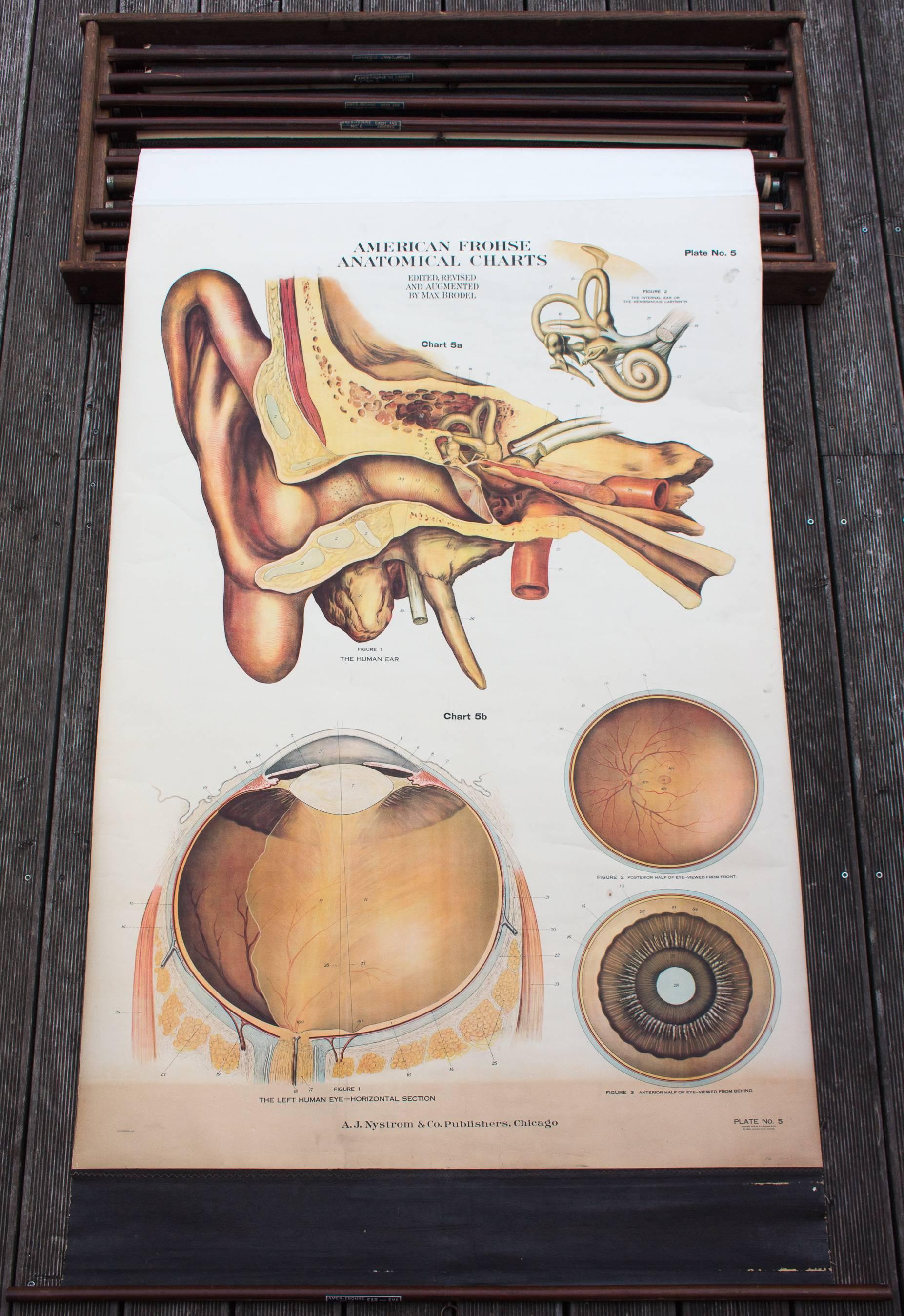 American Frohse Anatomical Charts Labeled