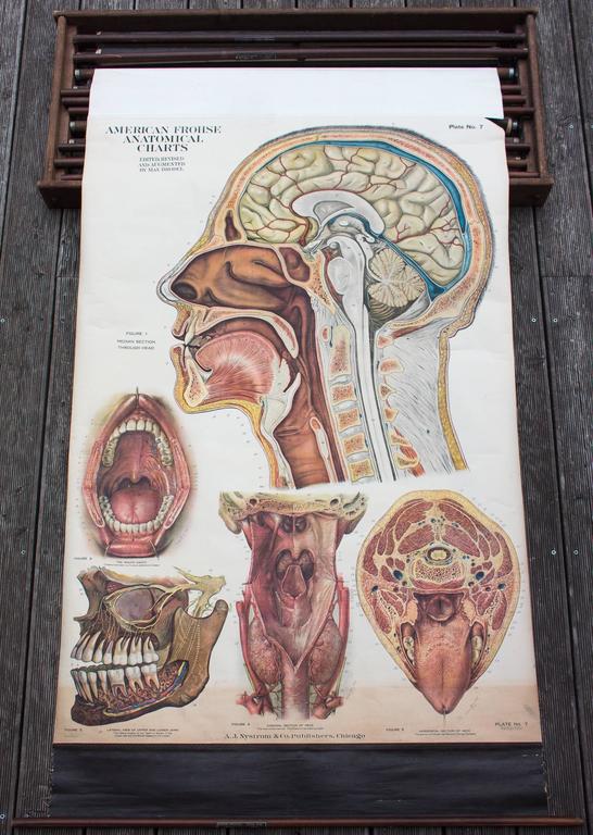 American Frohse Anatomical Charts Labeled