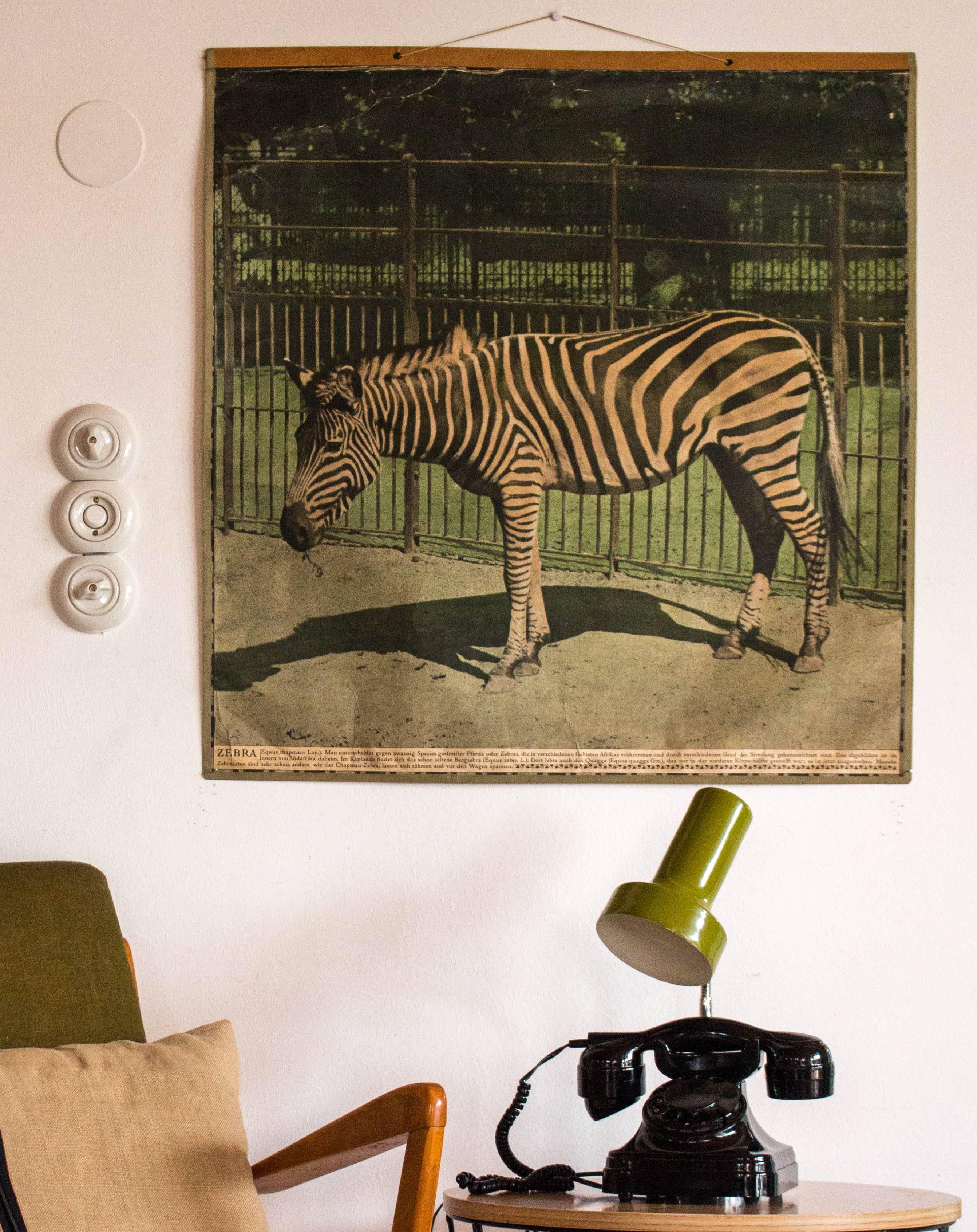Other Vintage Wall Chart Zebra, 1916 For Sale