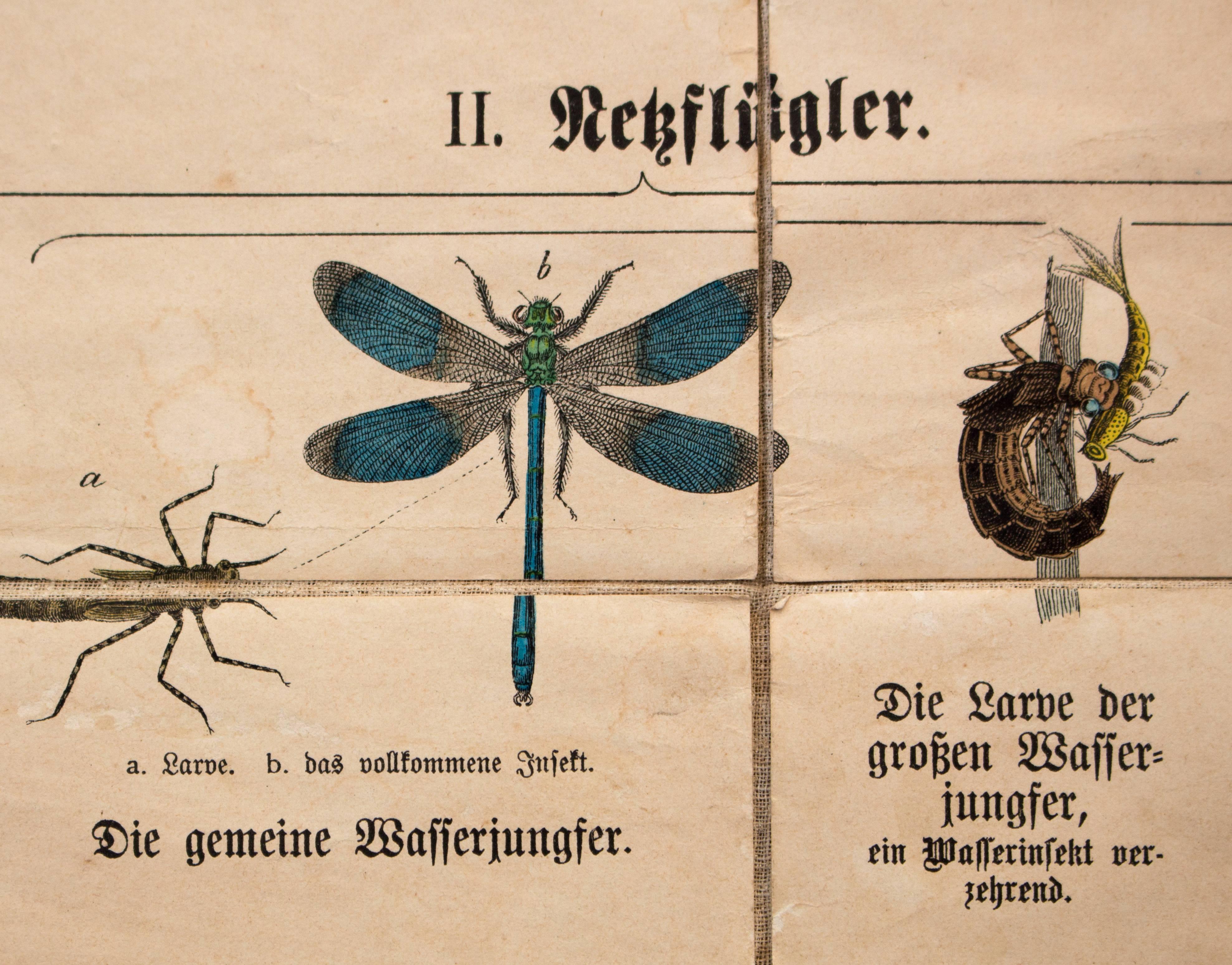 Educational Wall Chart Insects Lithograph By J F Schreiber 1901 For Sale At 1stdibs