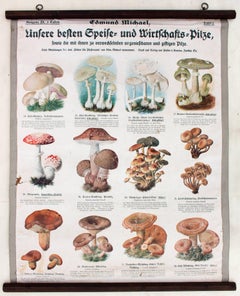 Wall Chart, Mushroom, Part 1 - 3, Three Lithographs, Edmund Michael, 1903