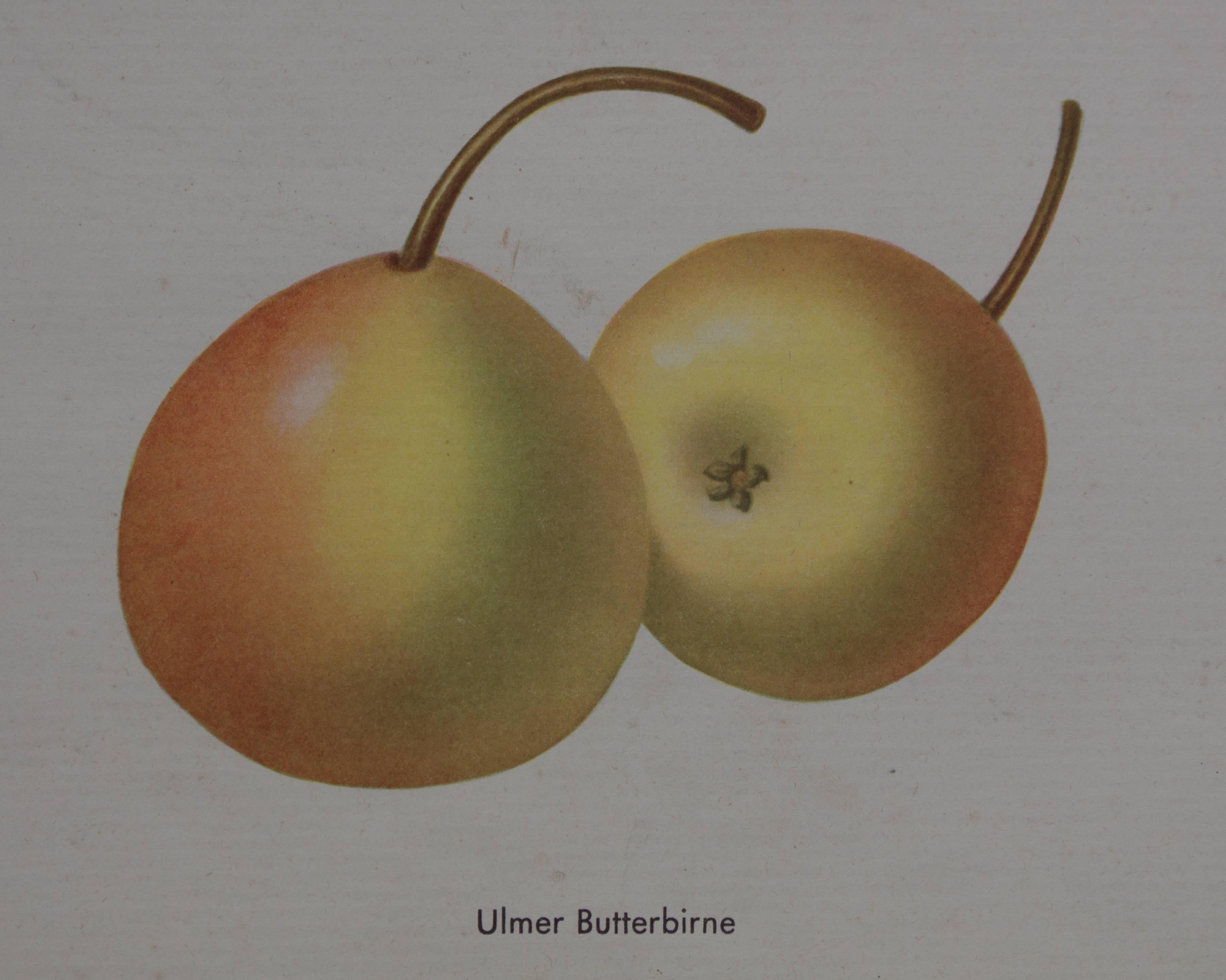 This rare school wall chart depicts pear varieties and was published by Schreiber & Co in 1952.