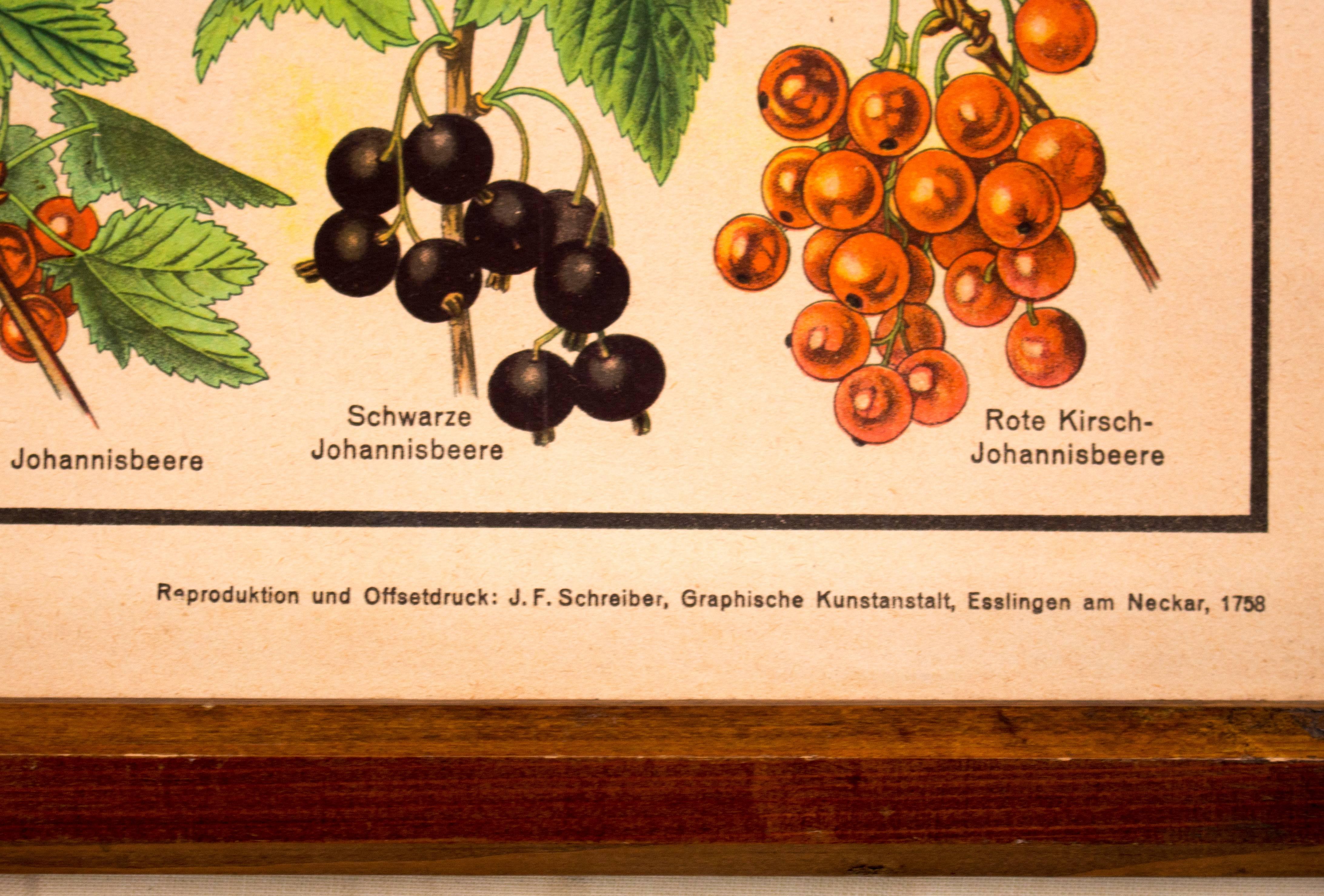 This rare school wall chart depicts pear varieties and was published by Schreiber und Co in 1952.