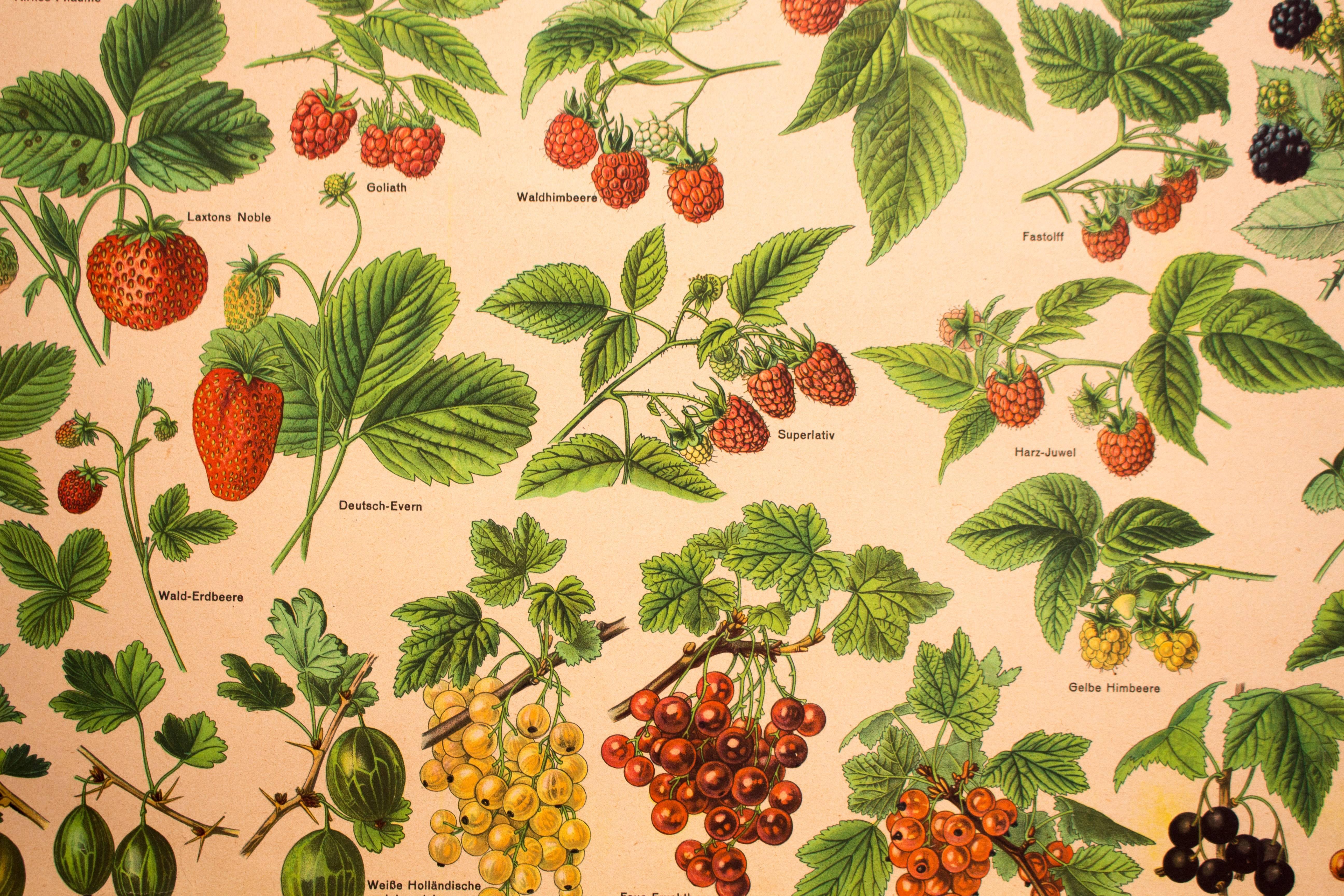 German Stone Fruit and Berry Fruits, Educational Chart, Published by Schreiber, 1952 For Sale