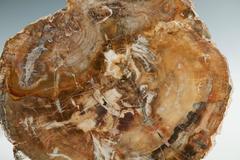 Large Pair of Petrified Wood Slices