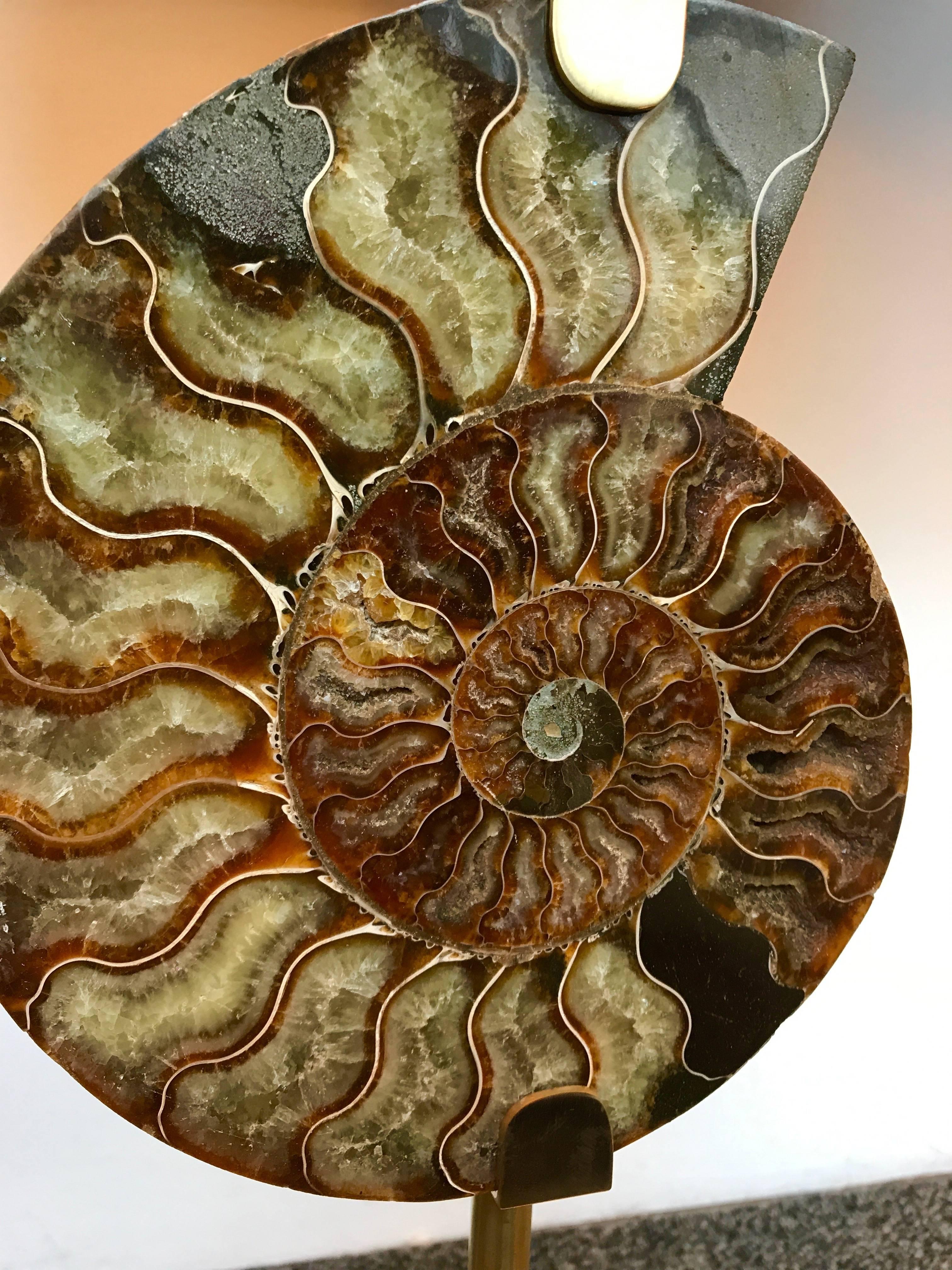 Pair of Lamps Brass Ammonite Fossil, Contemporary, Italy 3