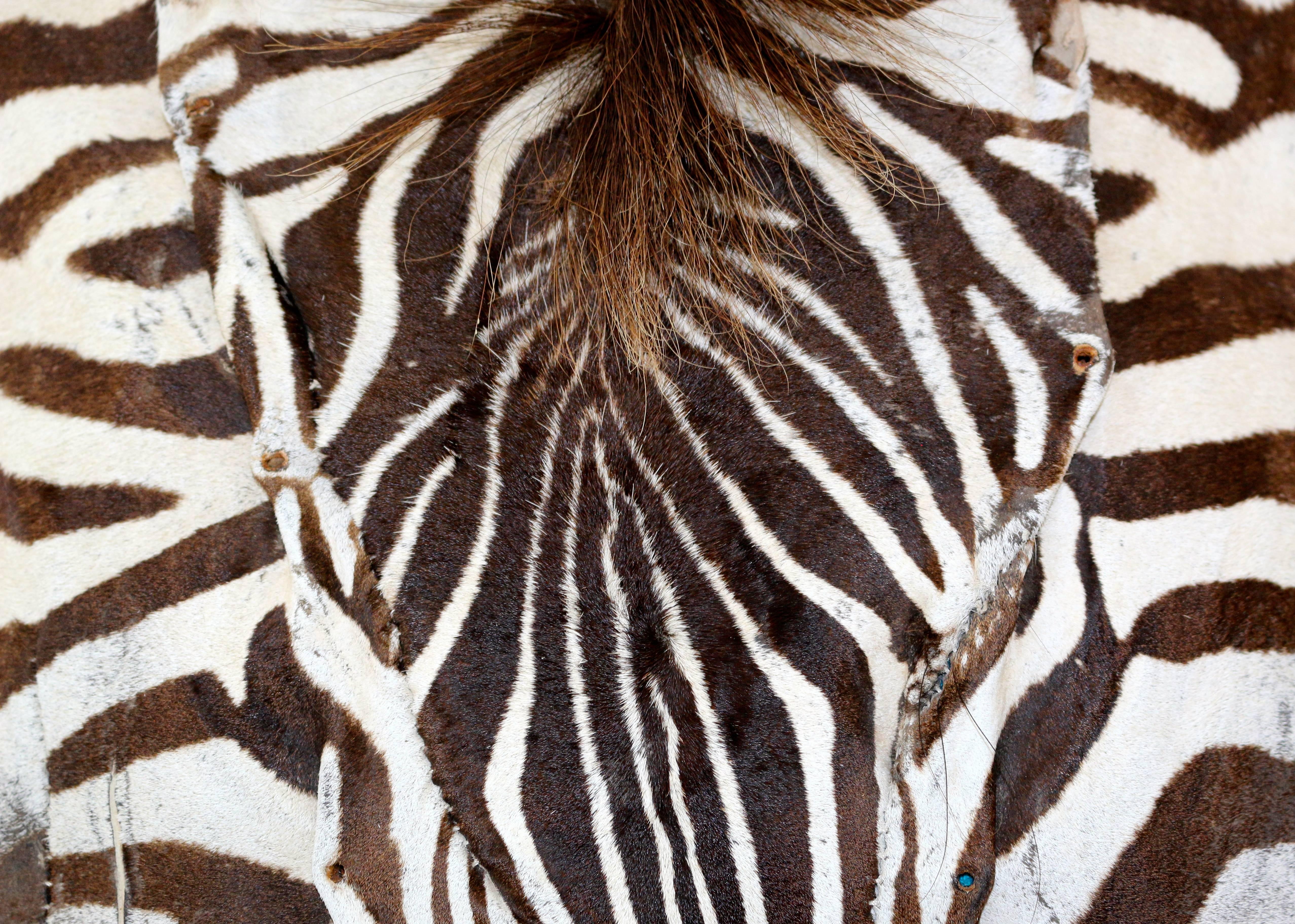 South African Set of Three Authentic Zebra Skin Pillows