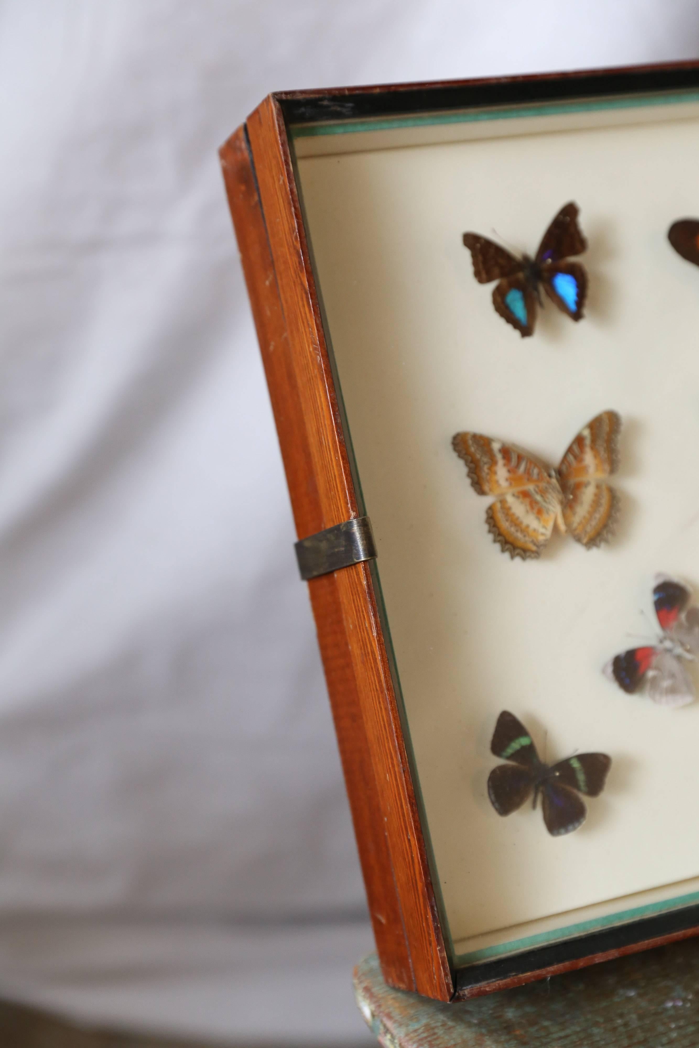 Vintage butterfly specimen collection in glass display box with custom-made hanging bracket.