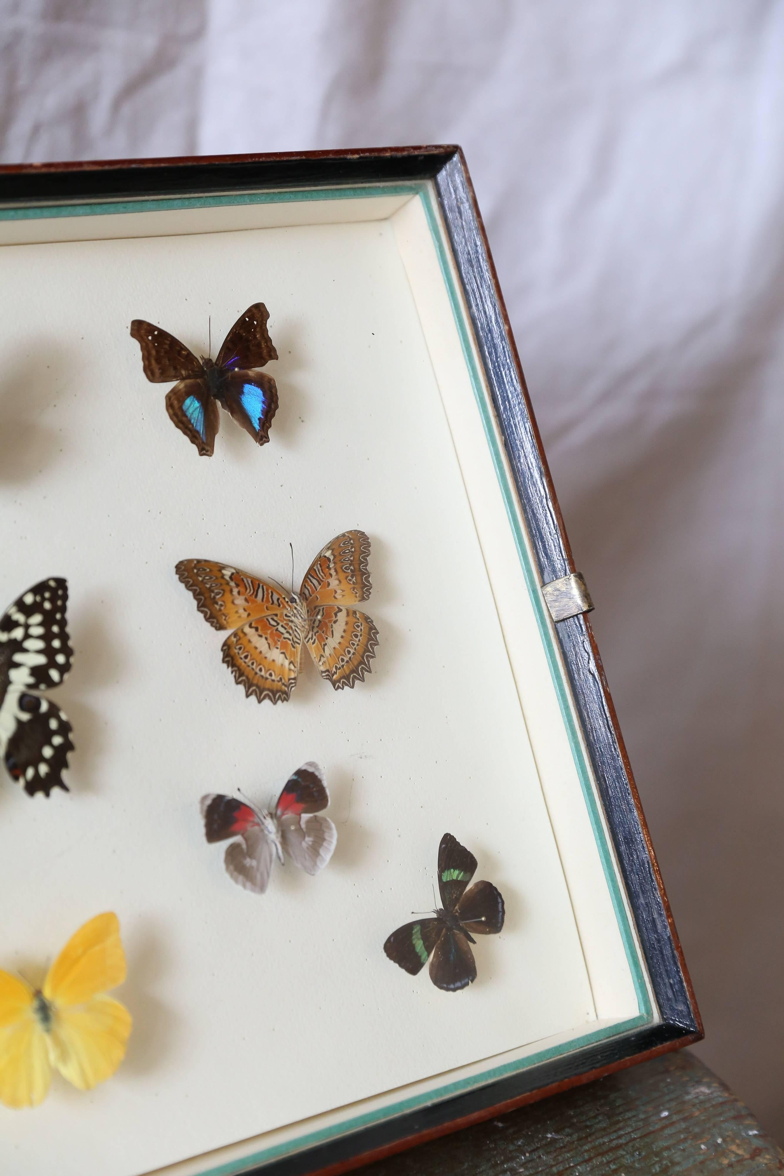 Vintage Butterfly Specimen Collection In Good Condition In Houston, TX
