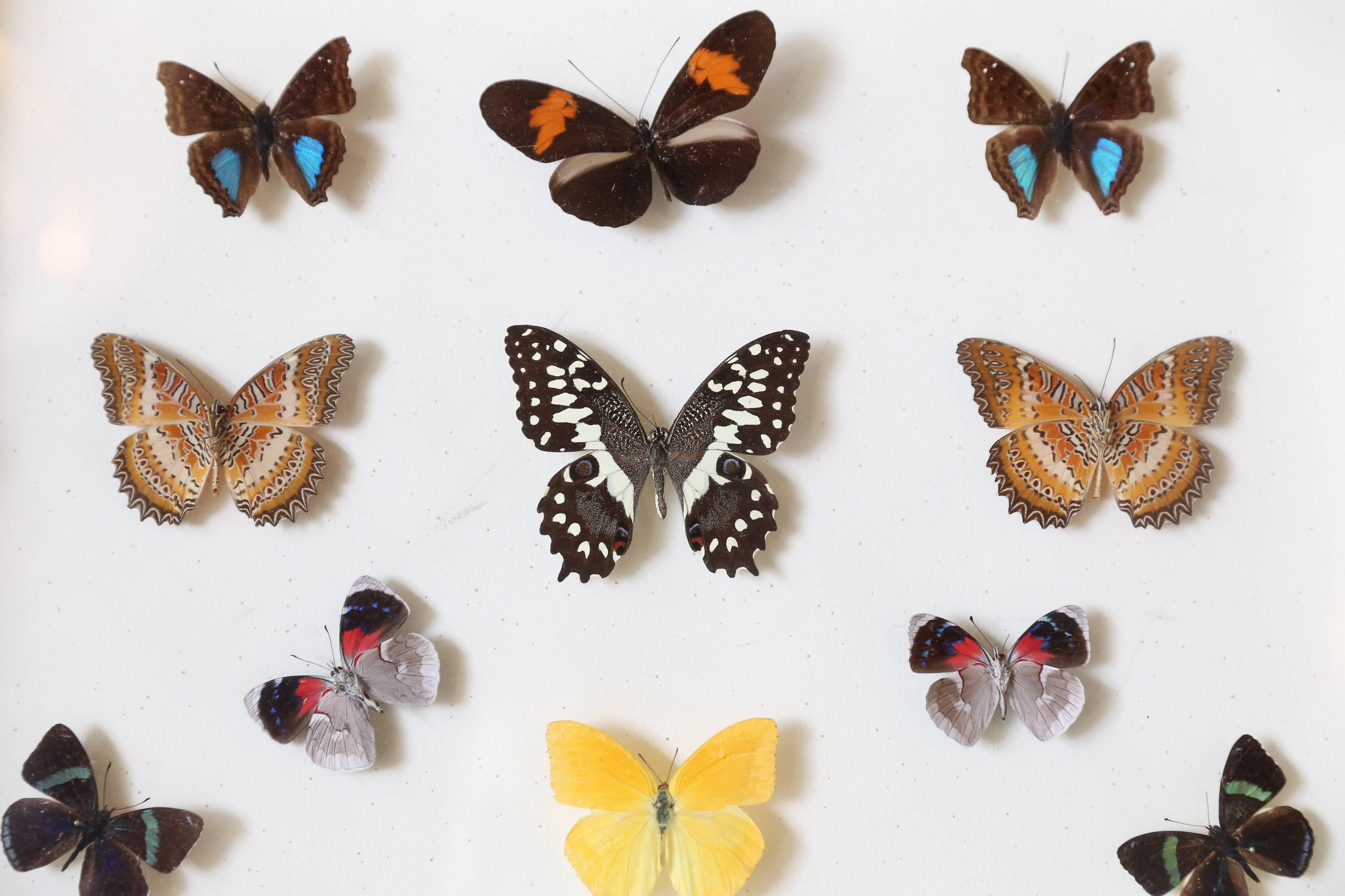 Vintage Butterfly Specimen Collection 1