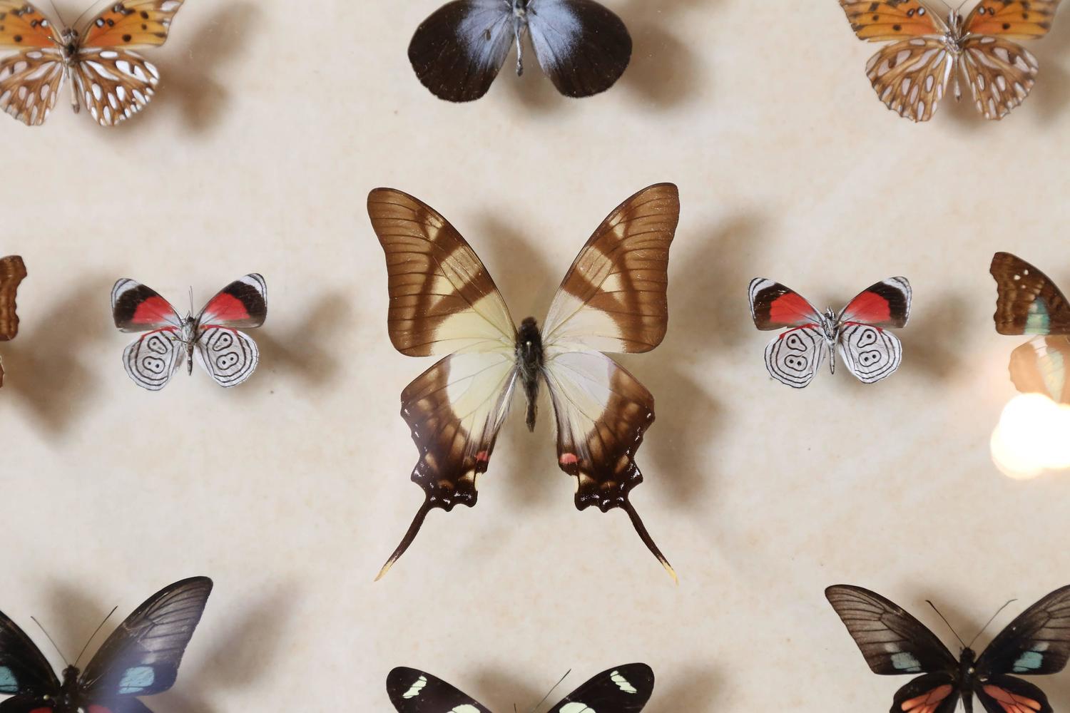 Vintage Butterfly Specimen Collection For Sale at 1stdibs