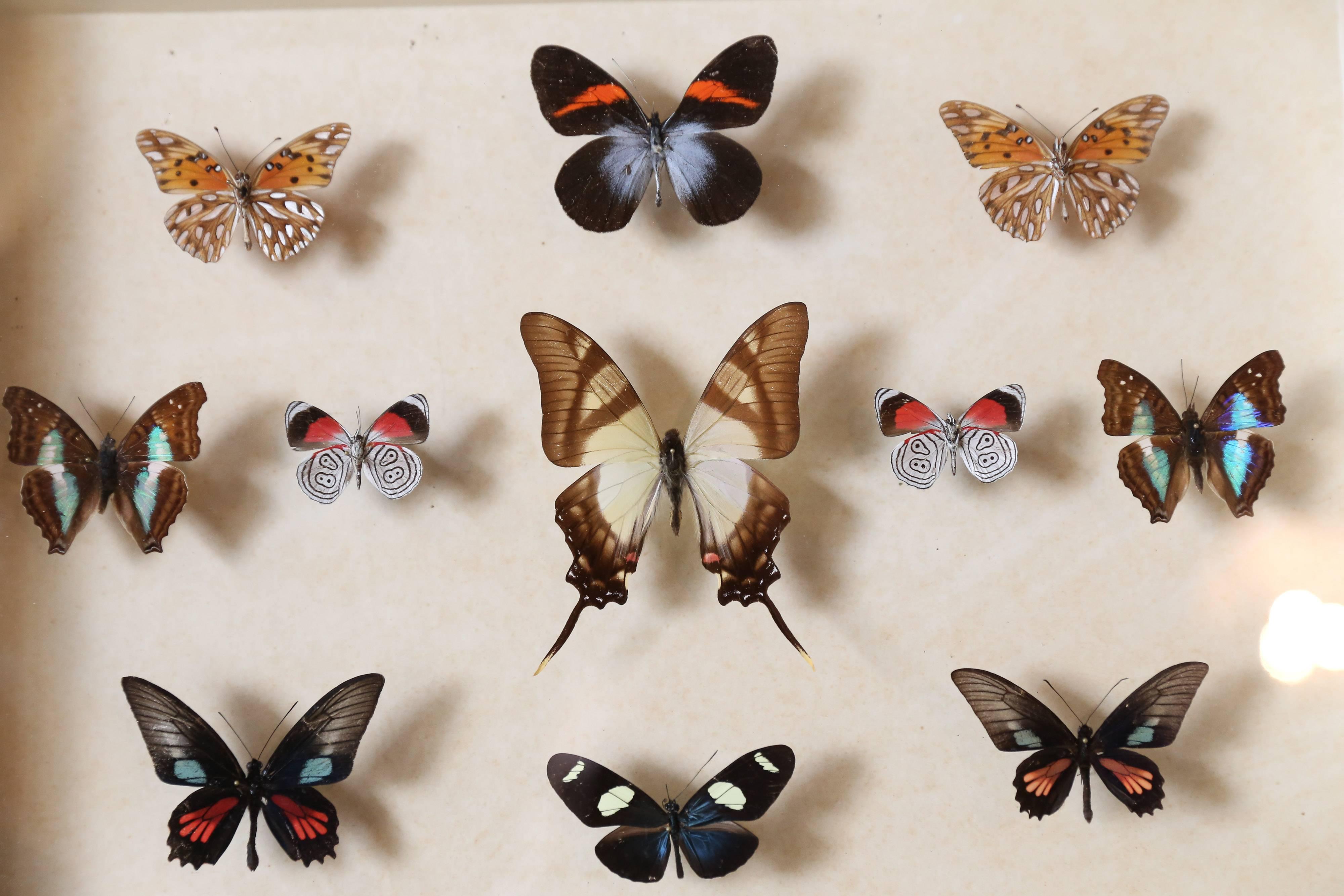 vintage butterfly collection
