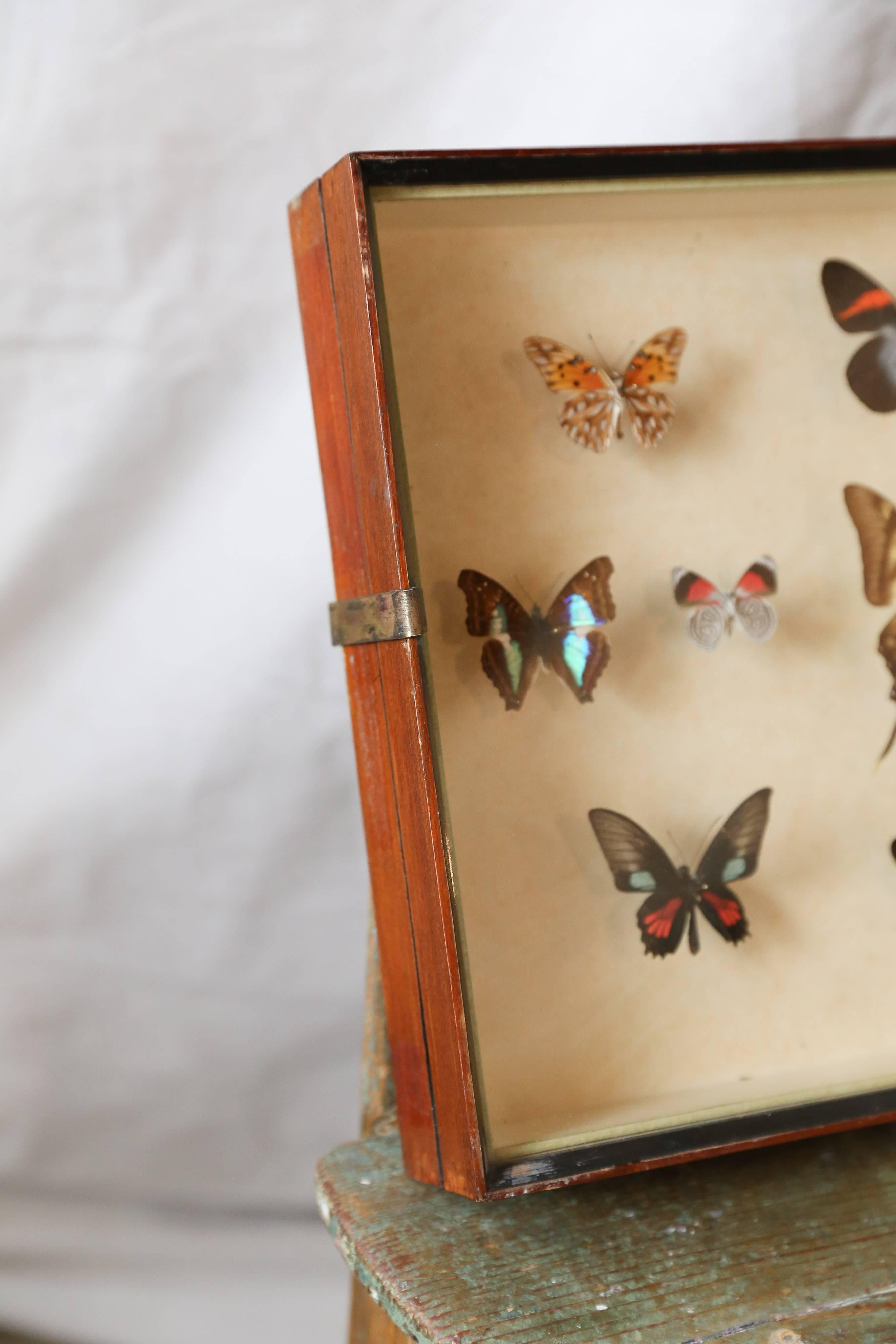 antique butterfly collection