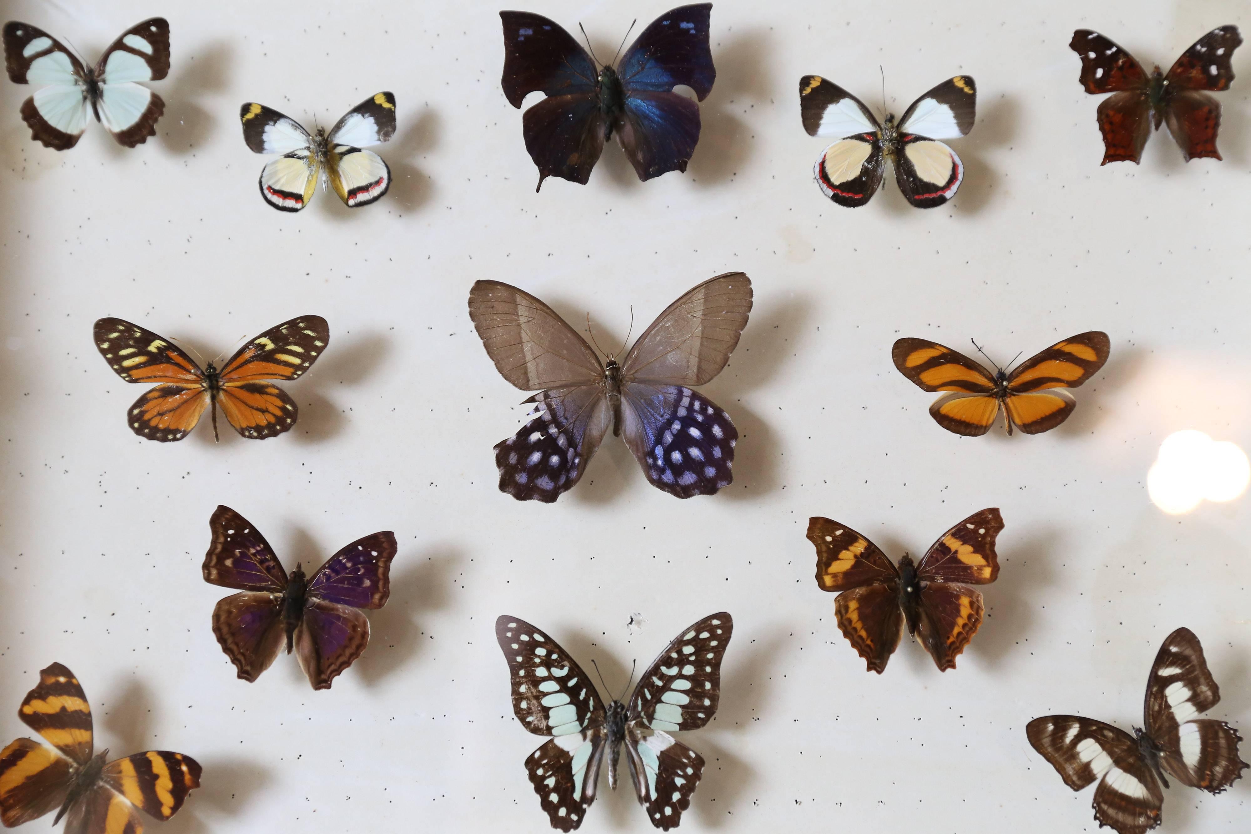 Glass Vintage Butterfly Specimen Collection