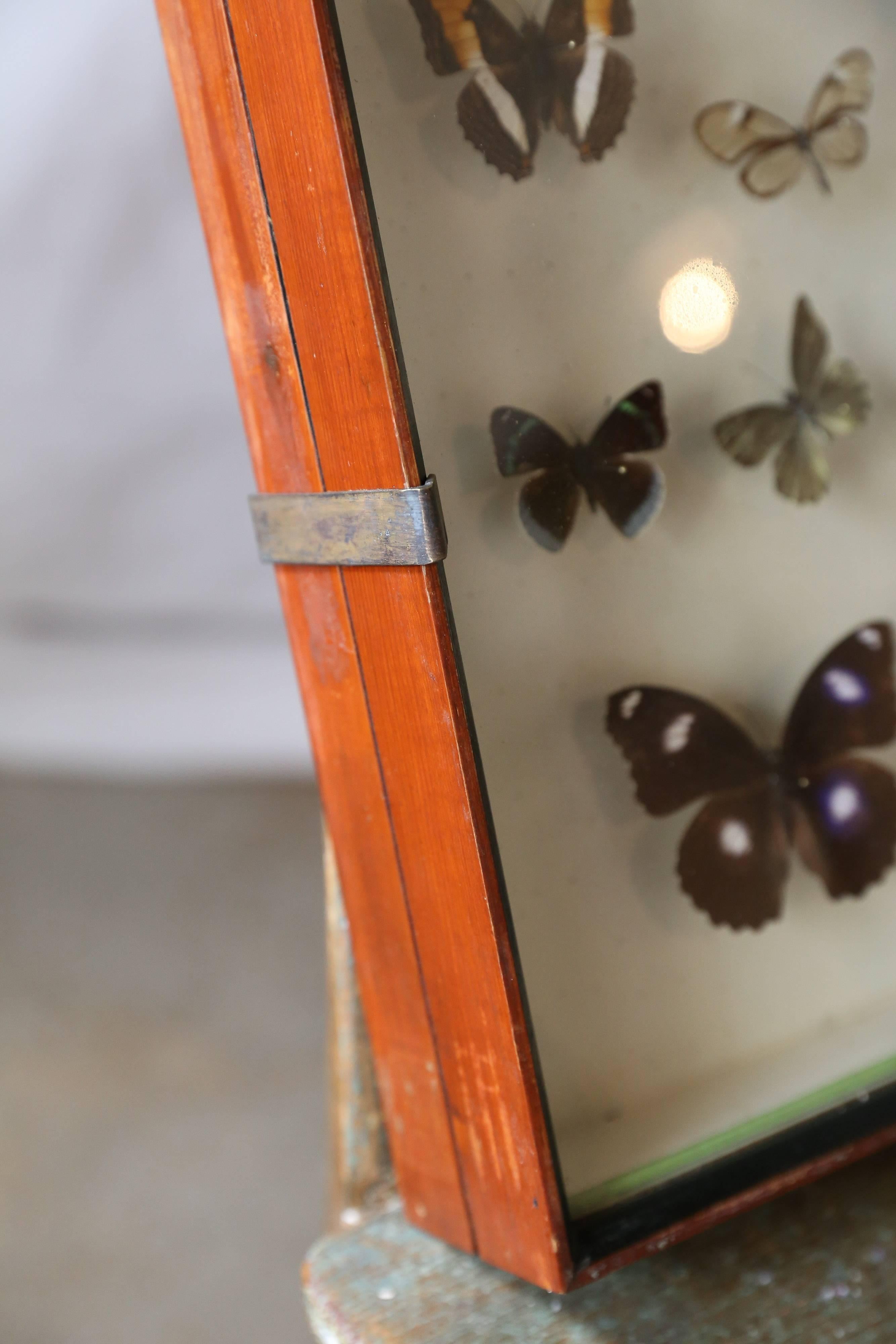French Vintage Butterfly Specimen Collection