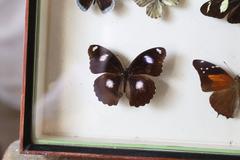 Vintage Butterfly Specimen Collection