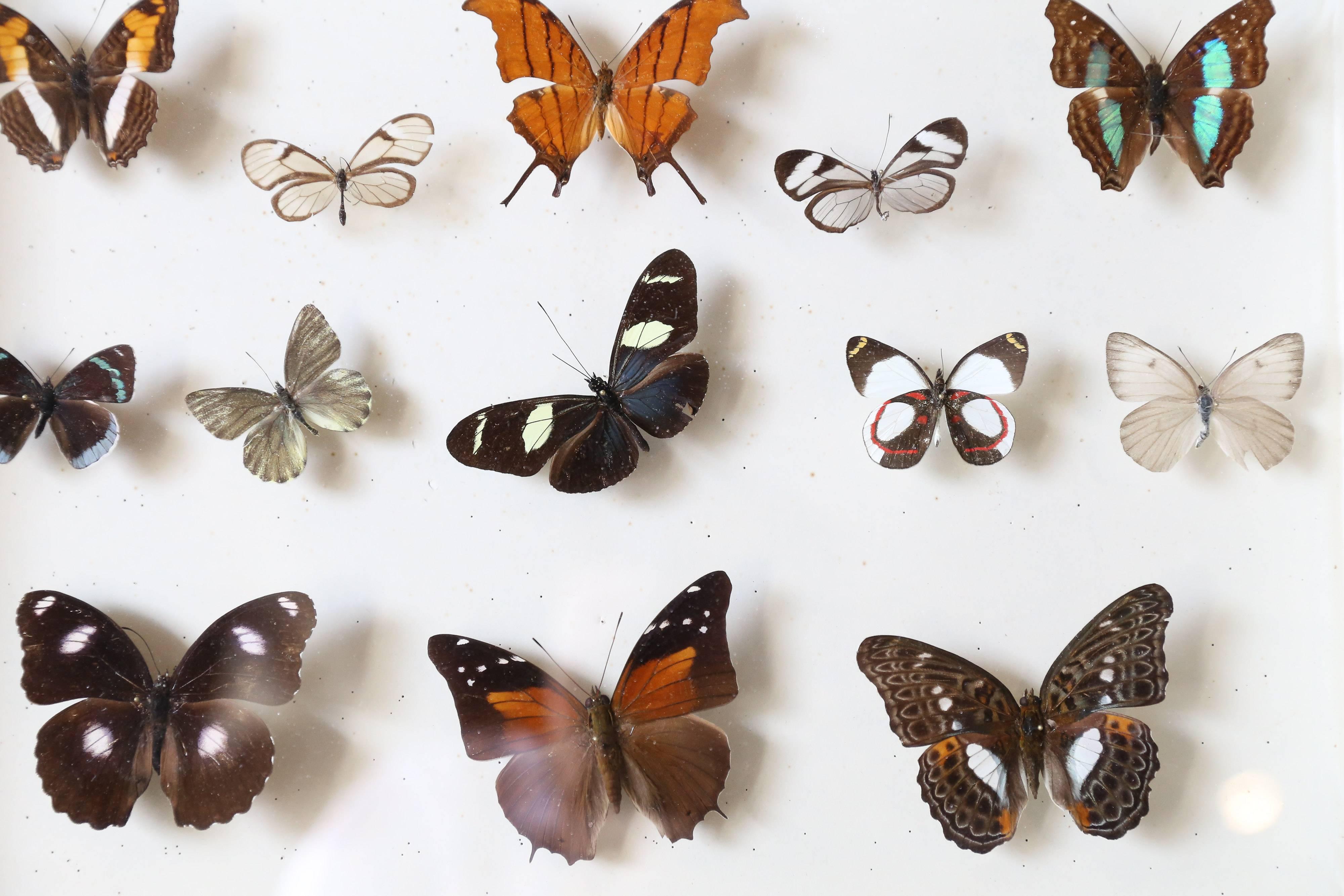 Vintage Butterfly Specimen Collection In Good Condition In Houston, TX