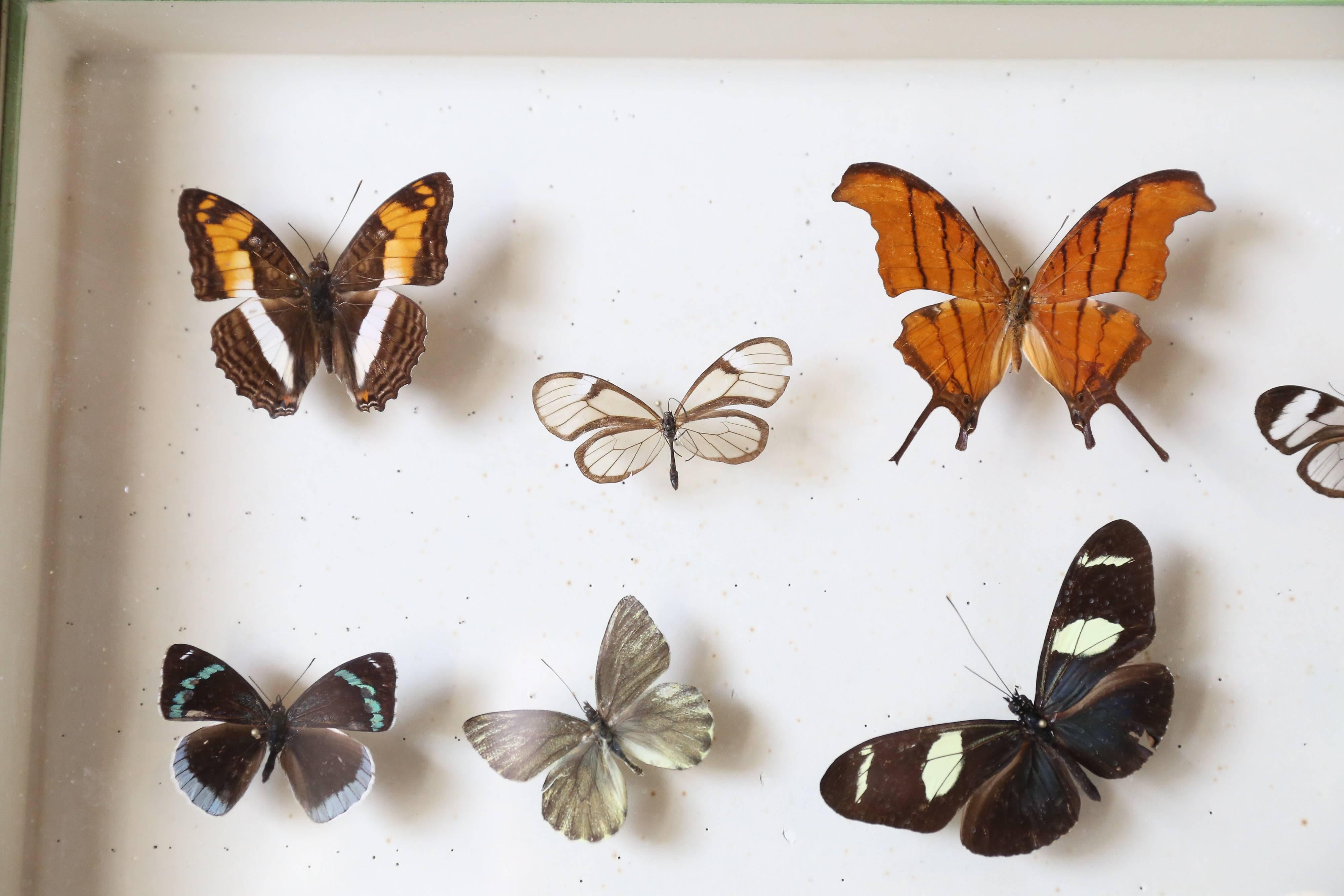 20th Century Vintage Butterfly Specimen Collection