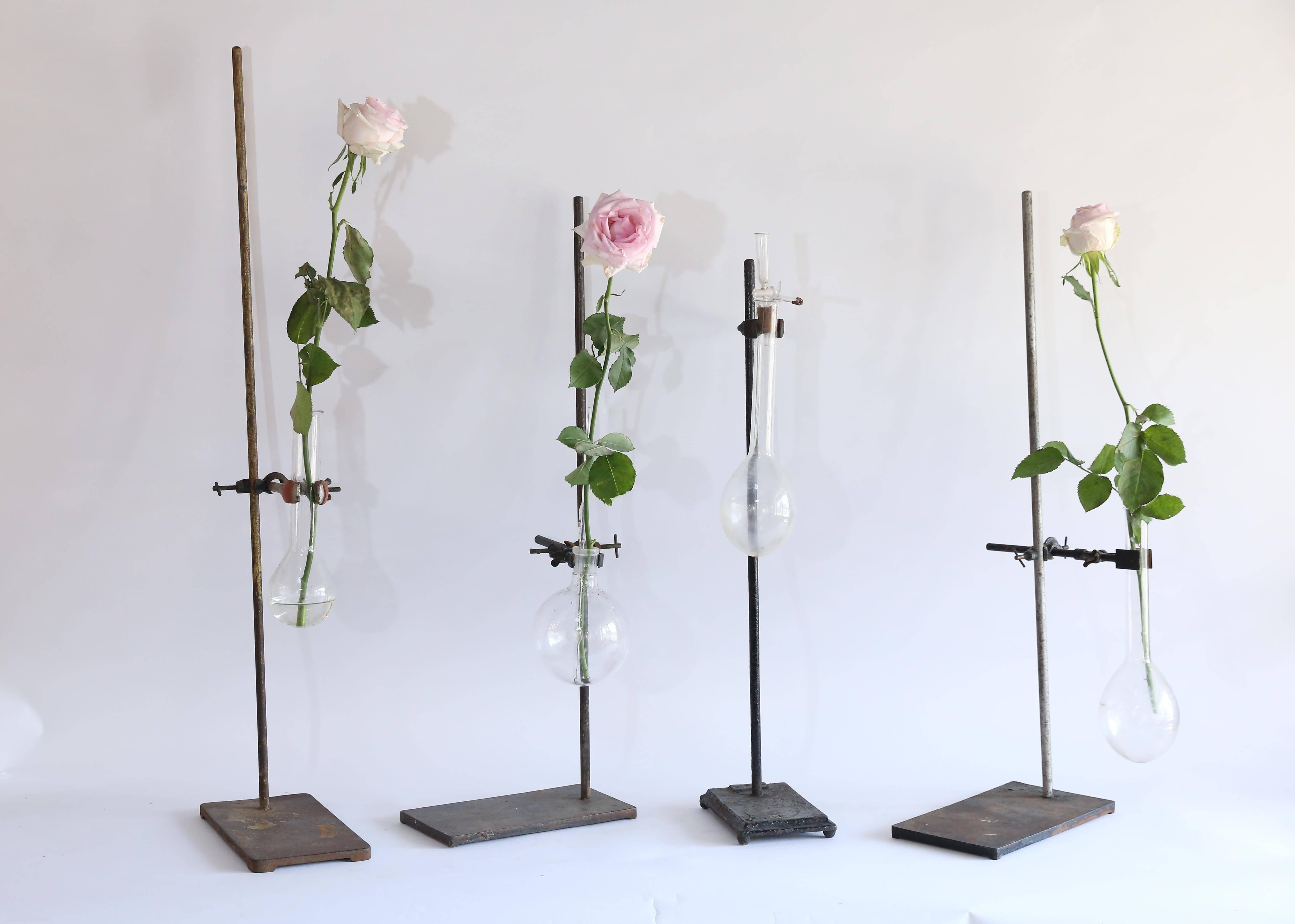 Vintage steel lab stands on heavy metal bases measuring 6 inches by 10.75 inches and coming in varying heights from 28 inches to 39.5 inches. Each has it's own lab flask held by an adjustable metal ring clamp. Cool and curious on their own, they